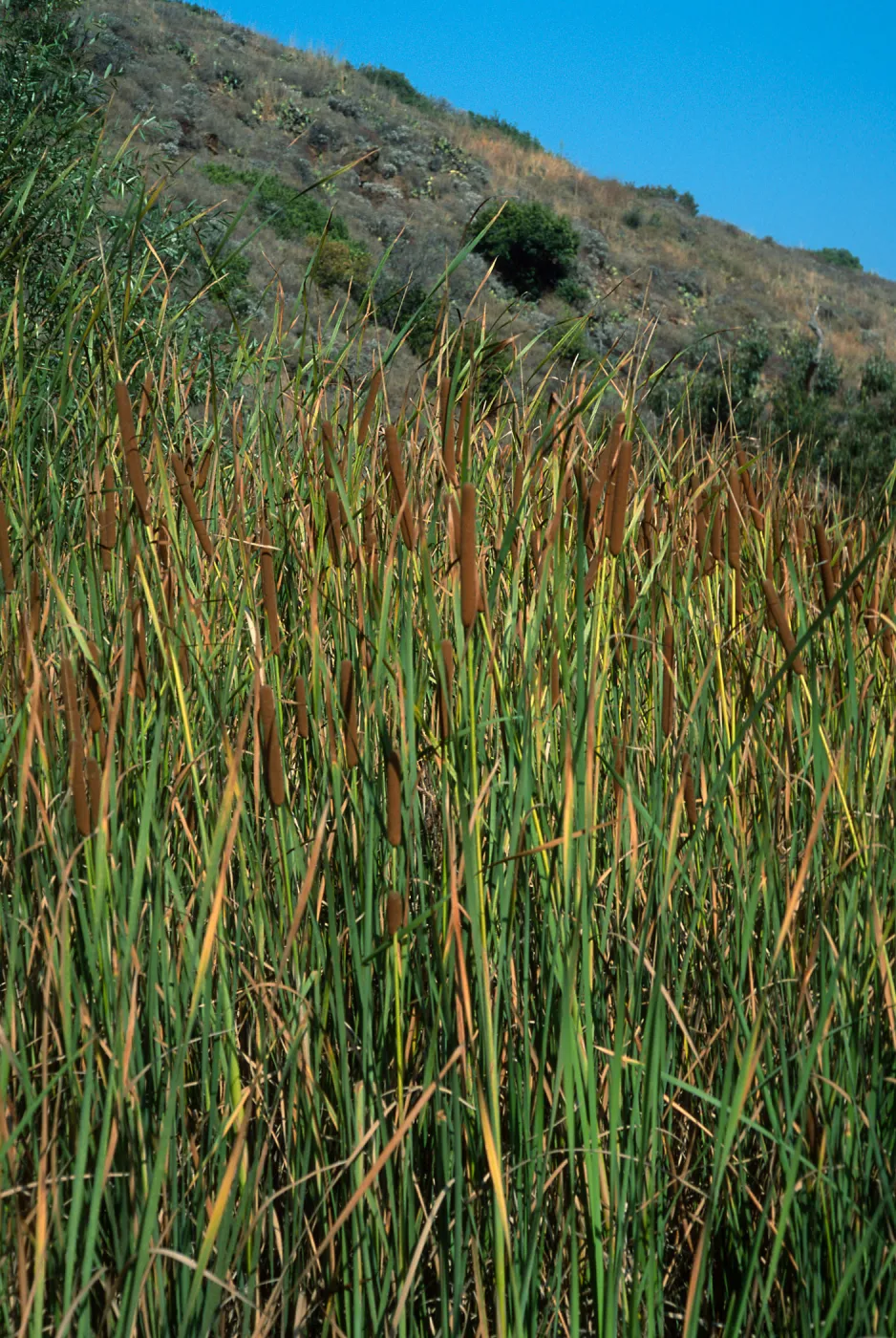 Typha domingensis, Cherry Cove, Catalina Island