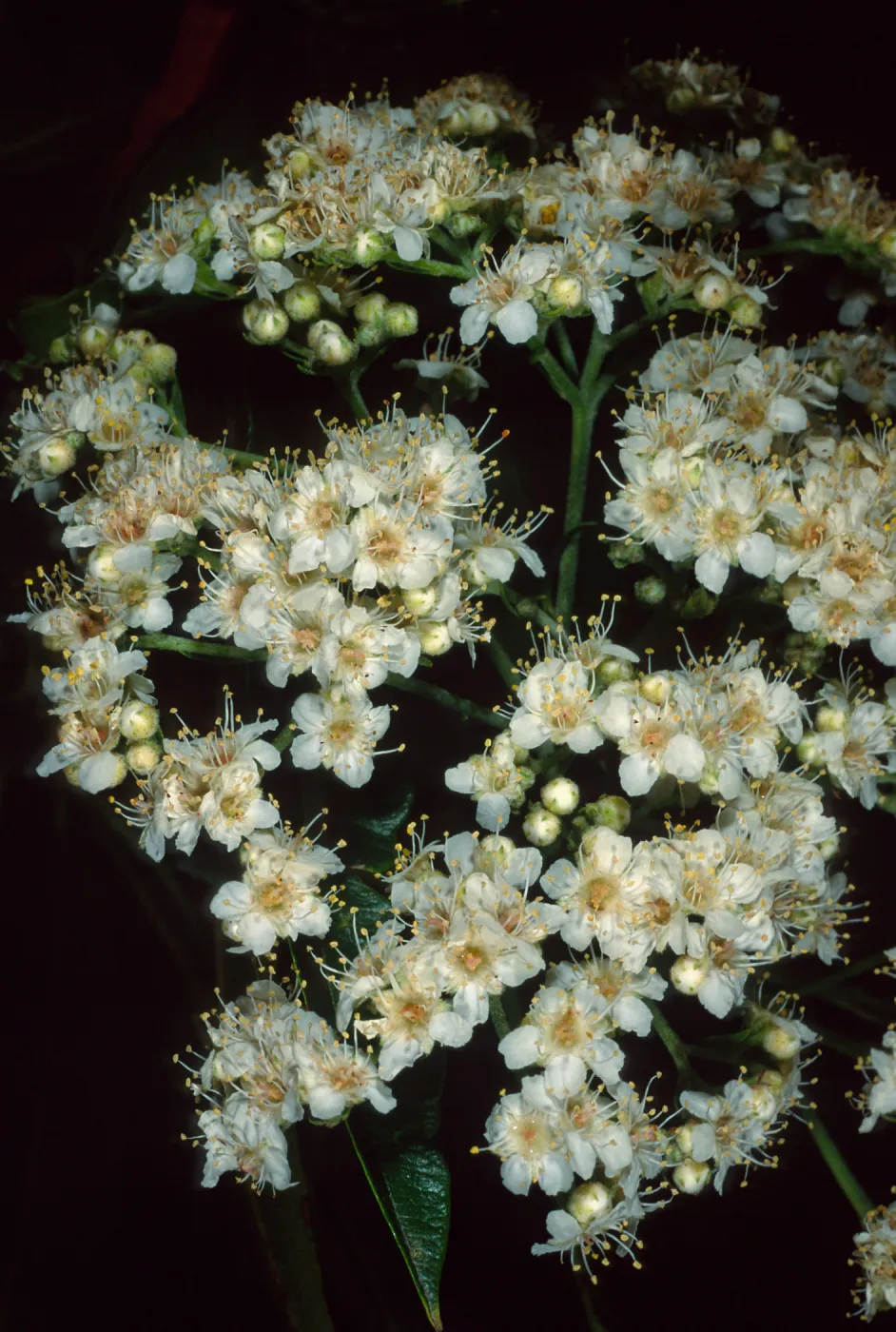 Lyonothamnus floribundus floribundus, Wrigley Garden, Catalina Island