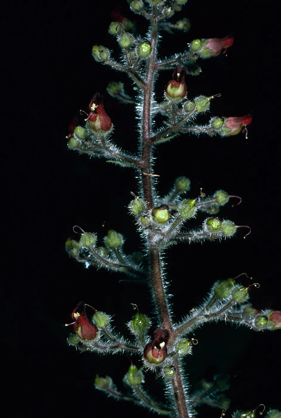 Scrophularia villosa, Avalon canyon, Catalina Island