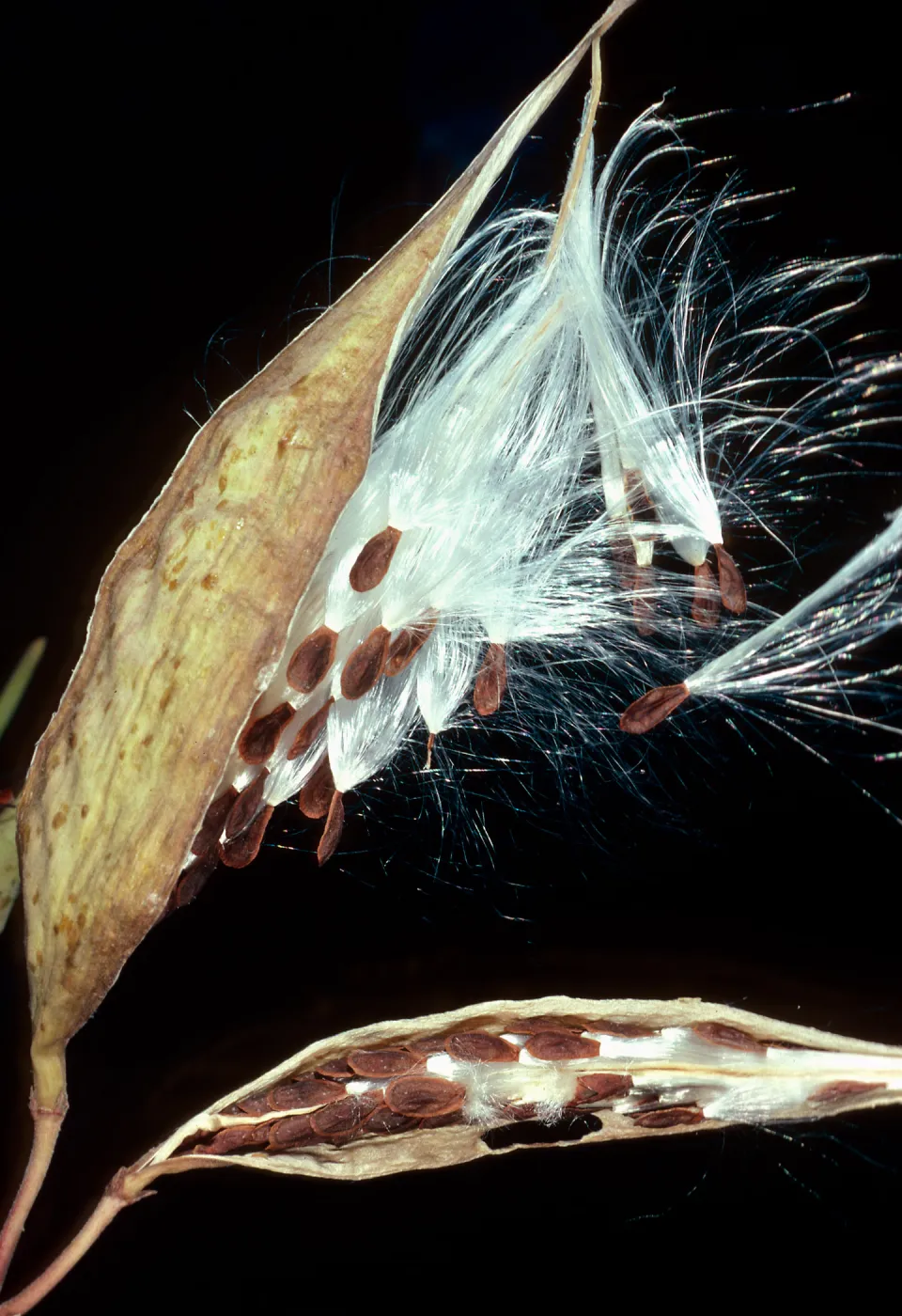 Asclepias fascicularis, Tunnel Road. Santa Barbara County