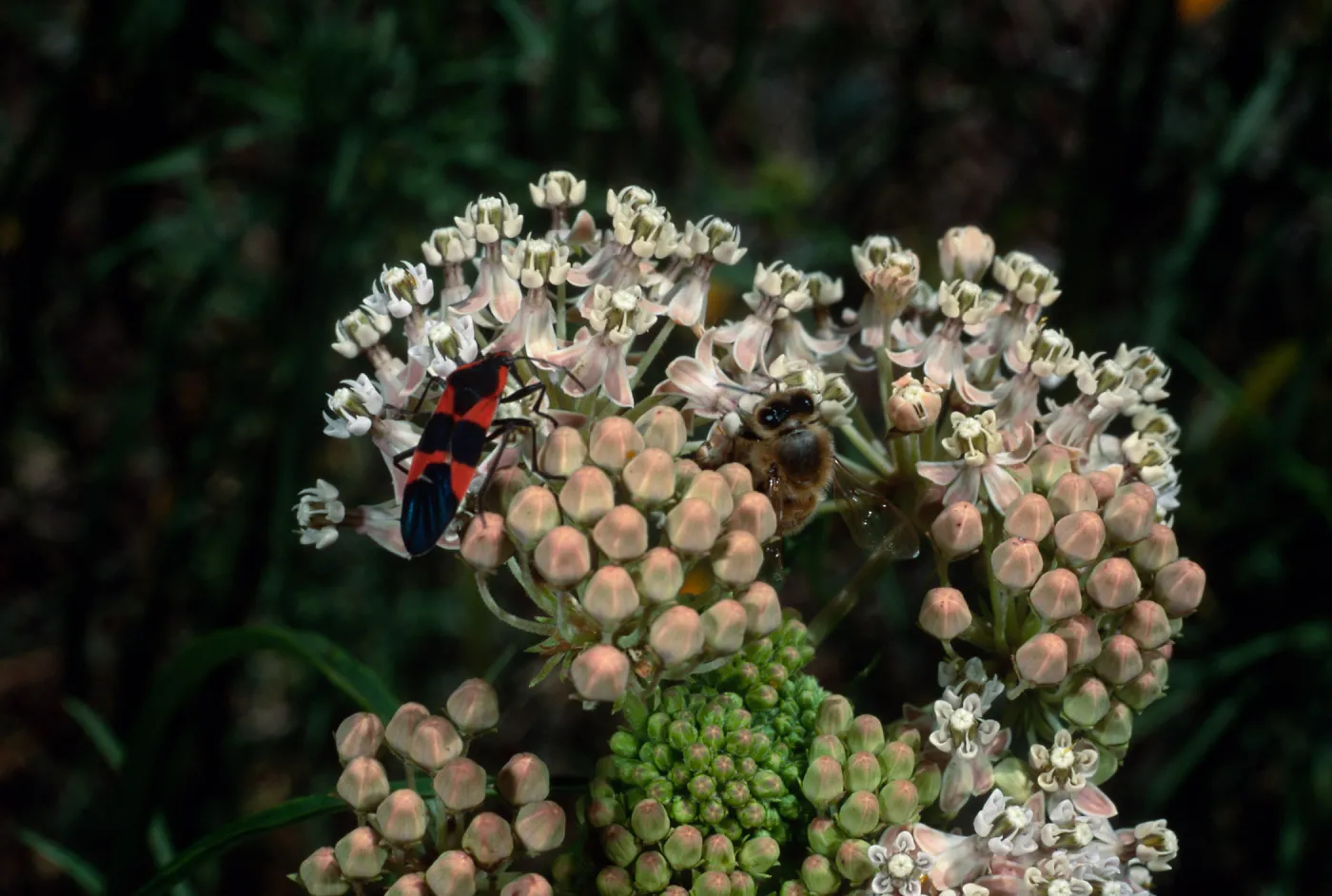 Asclepias fascicularis + Milkweed + Honeybee, Santa Barbara Botanic Garden