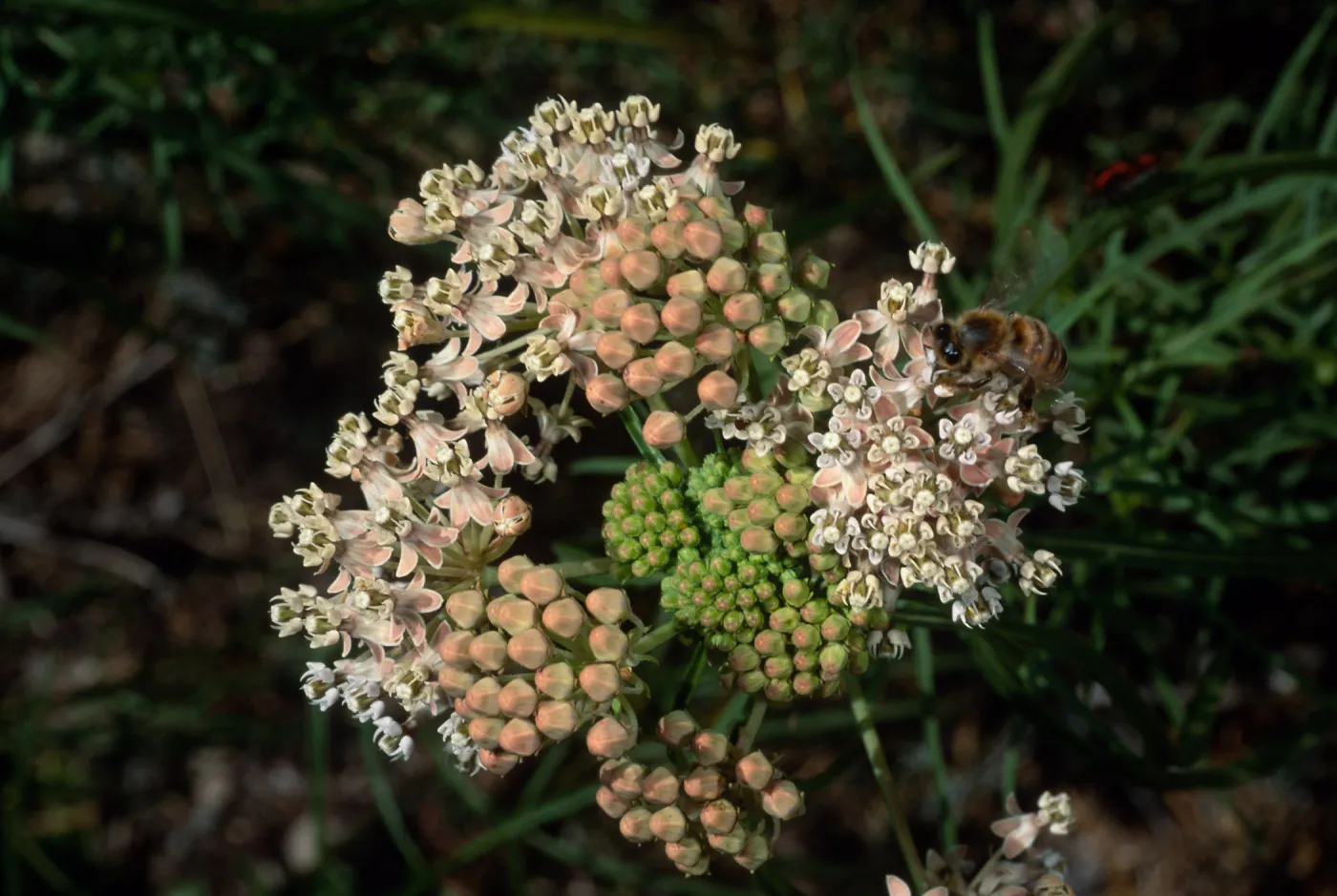 Asclepias fascicularis & Honey Bee, Santa Barbara Botanic Garden