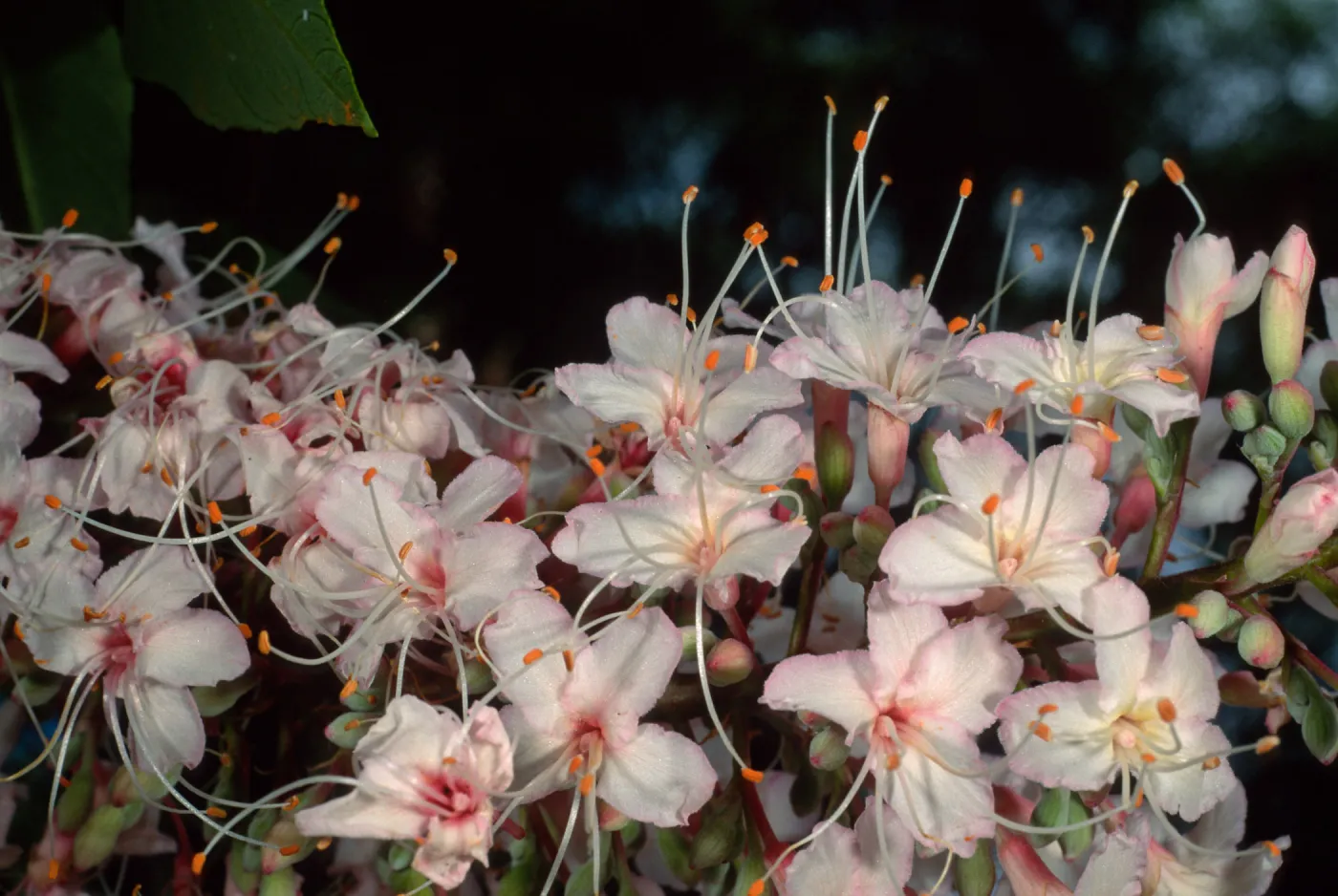 Aesculus californica, Santa Barbara Botanic Garden