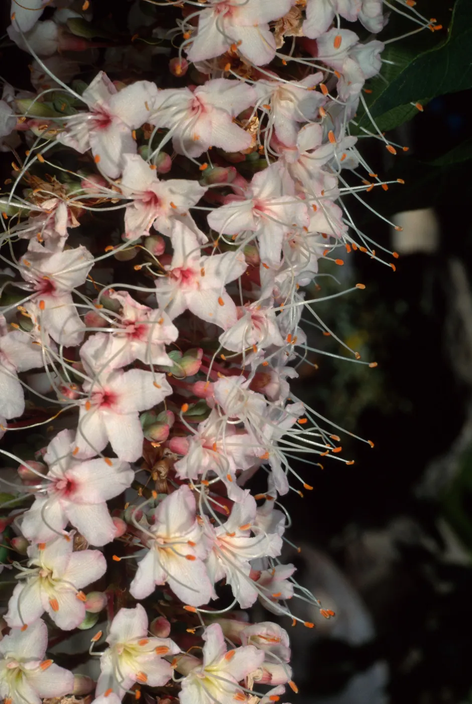 Aesculus californica, Santa Barbara Botanic Garden