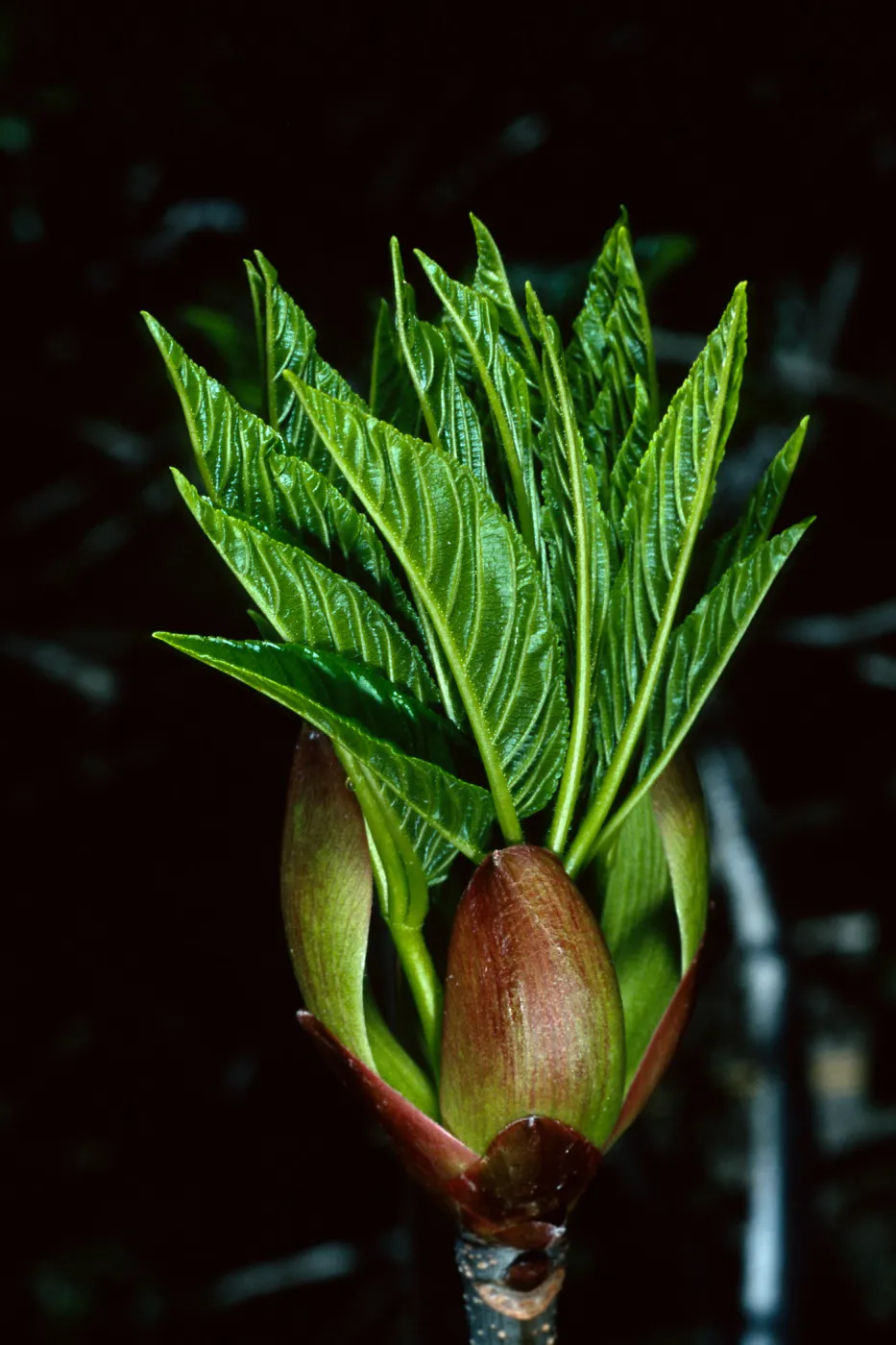 Aesculus californica, Santa Barbara Botanic Garden
