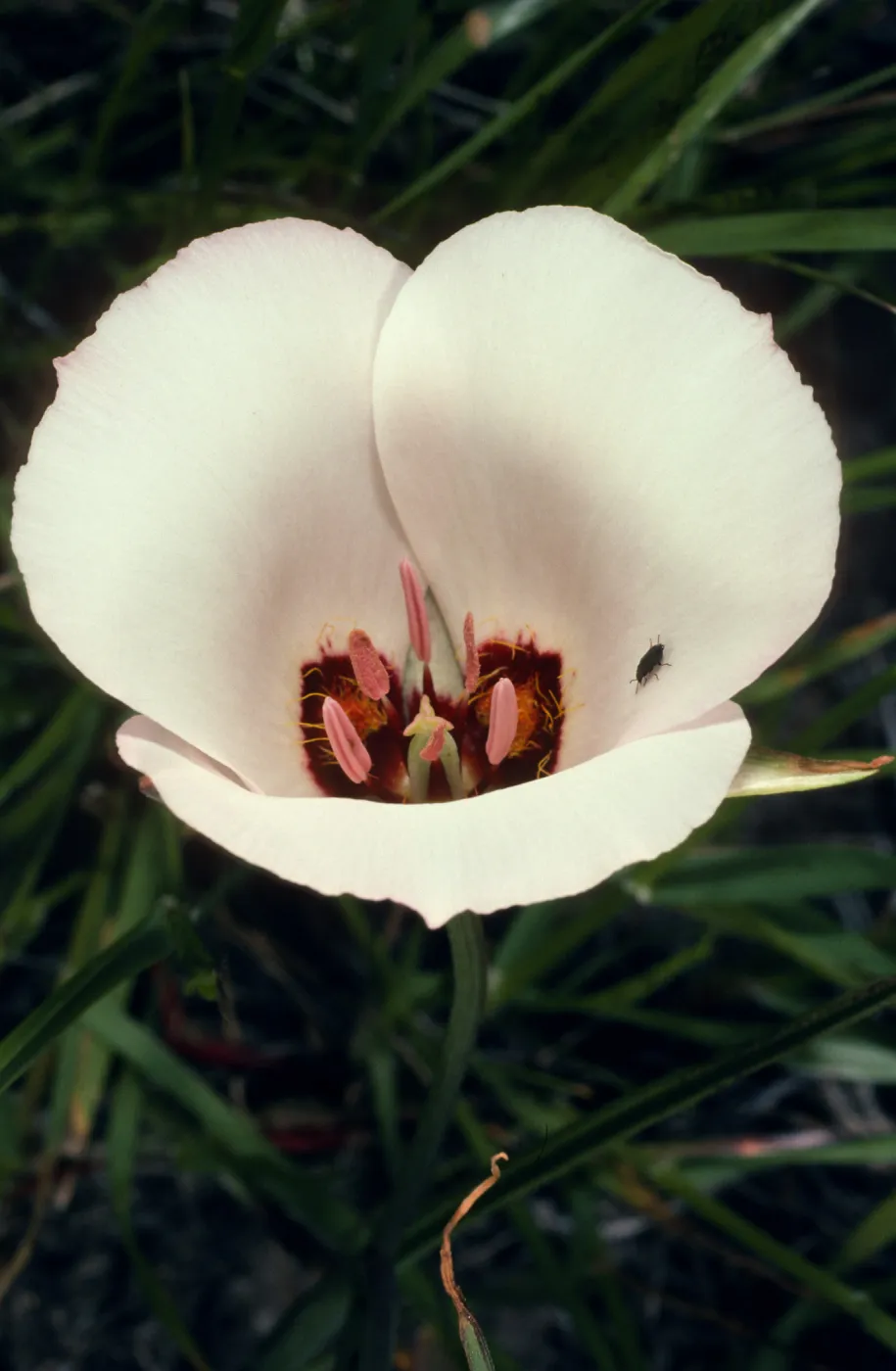 Calochortus catalinae, road to West end, Santa Cruz Island