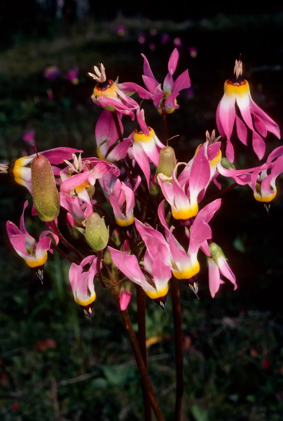 Dodecatheon, South ridge above Coches, Santa Cruz Island