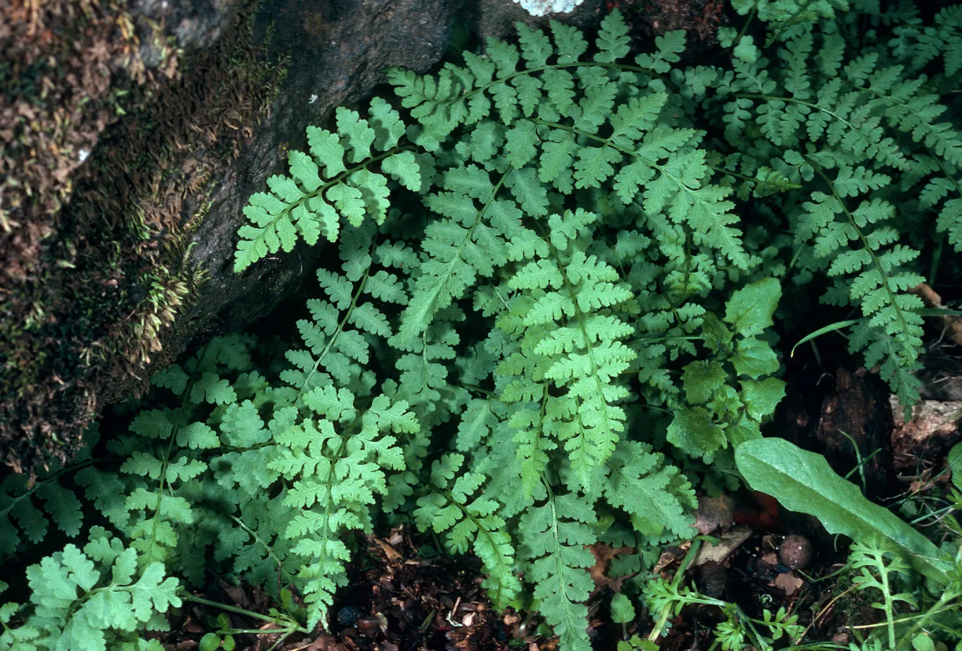 Athryrium filix-femina, SC-484, ¾ mile North-Northwest of Picacho Diablo, Santa Cruz Island