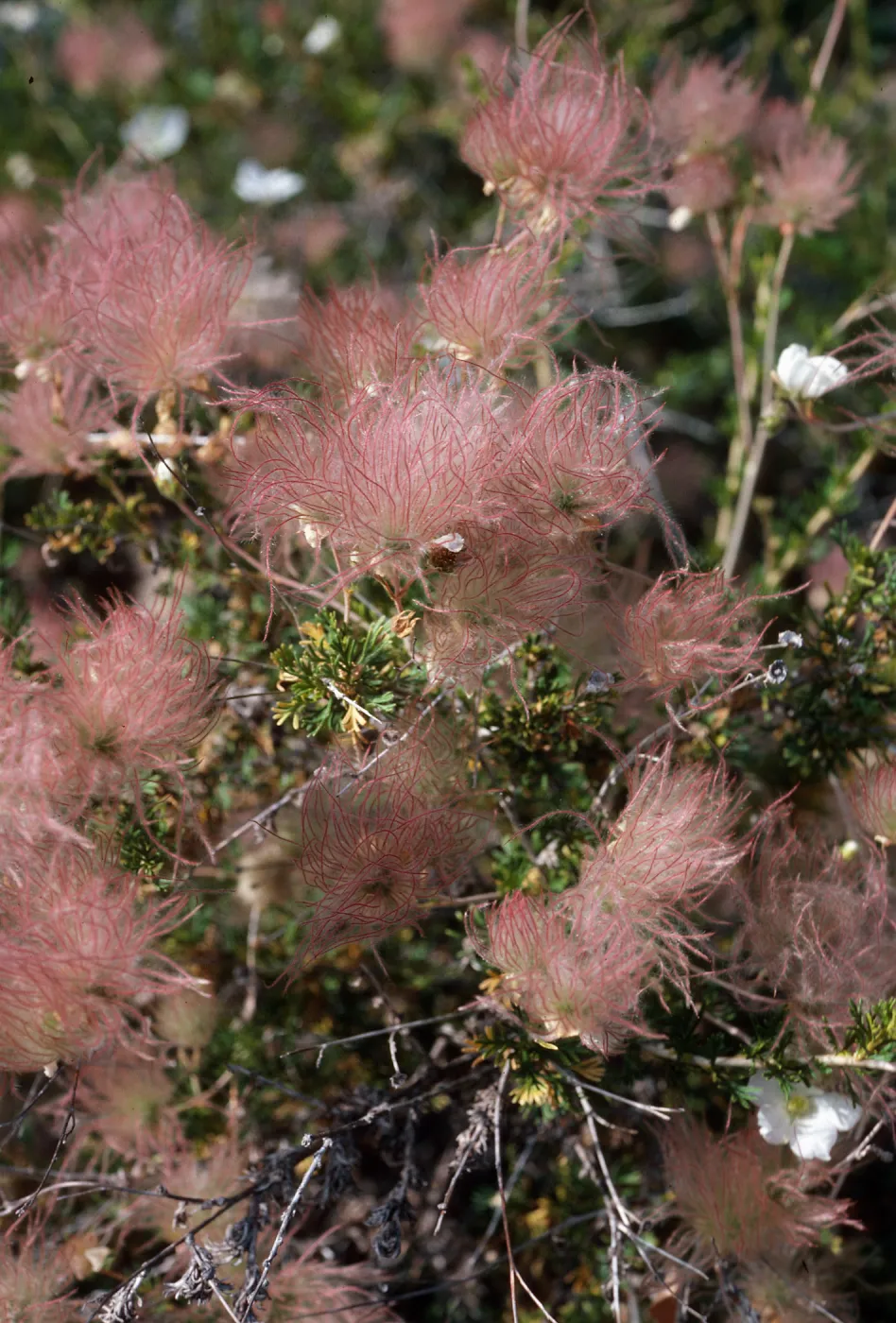 Fallugia paradoxa, Desert Section, Santa Barbara Botanic Garden