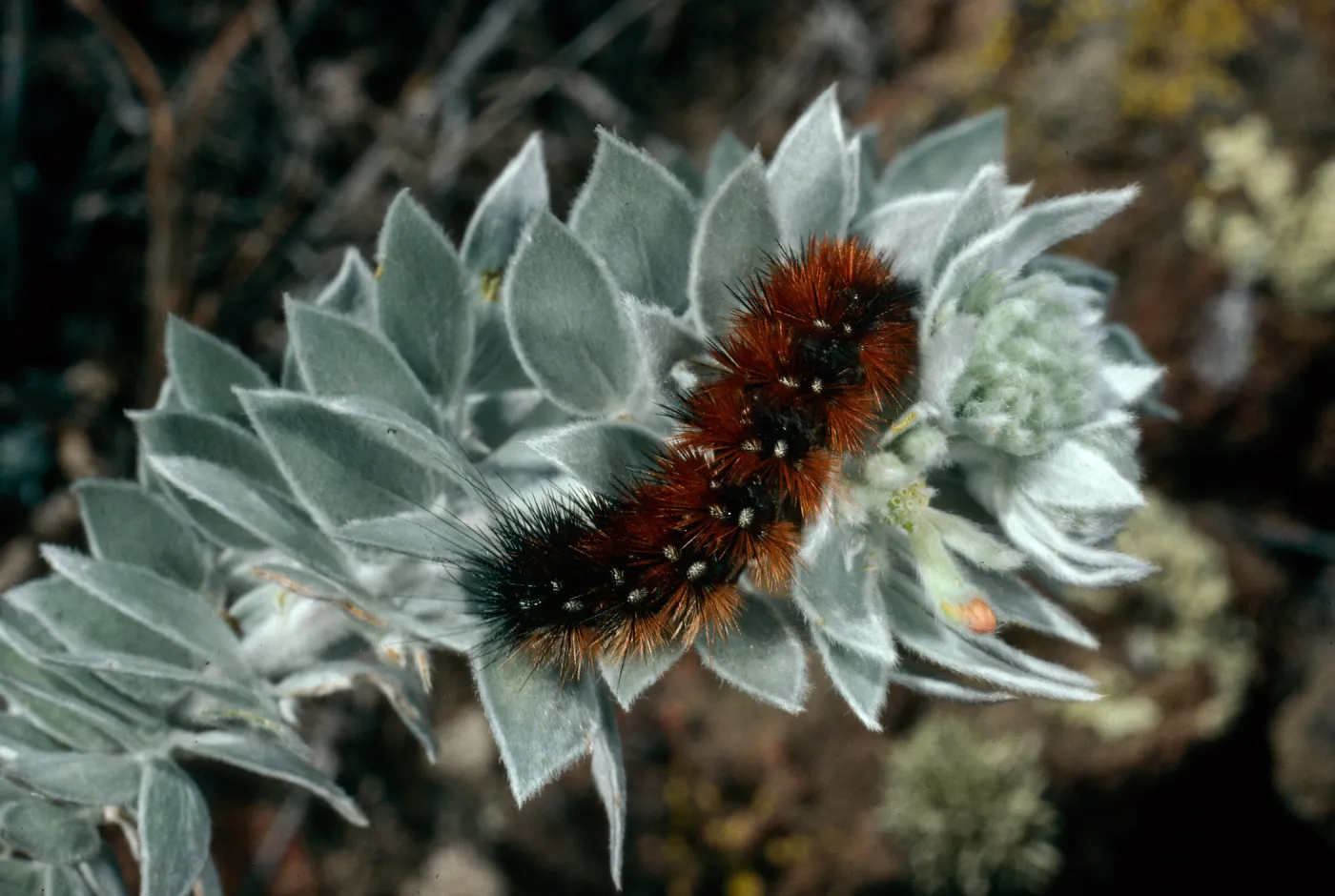 Arctiidae Caterpillar on Lotus argophyllus adsurgens, Sierra ridge, San Clemente Island