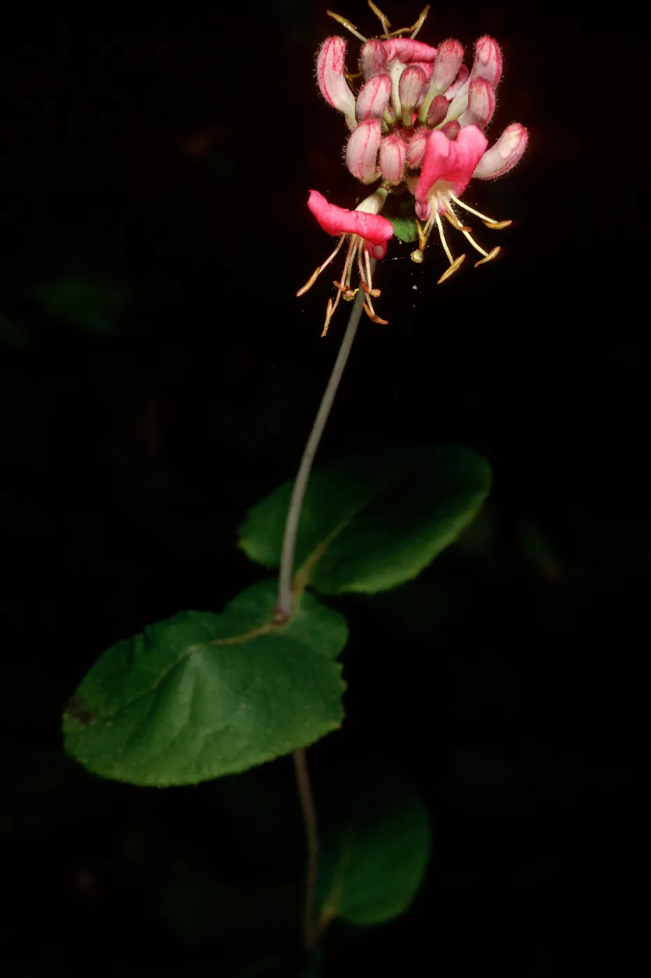 Lonicera hispidula, Big Creek Reserve, Monterey County