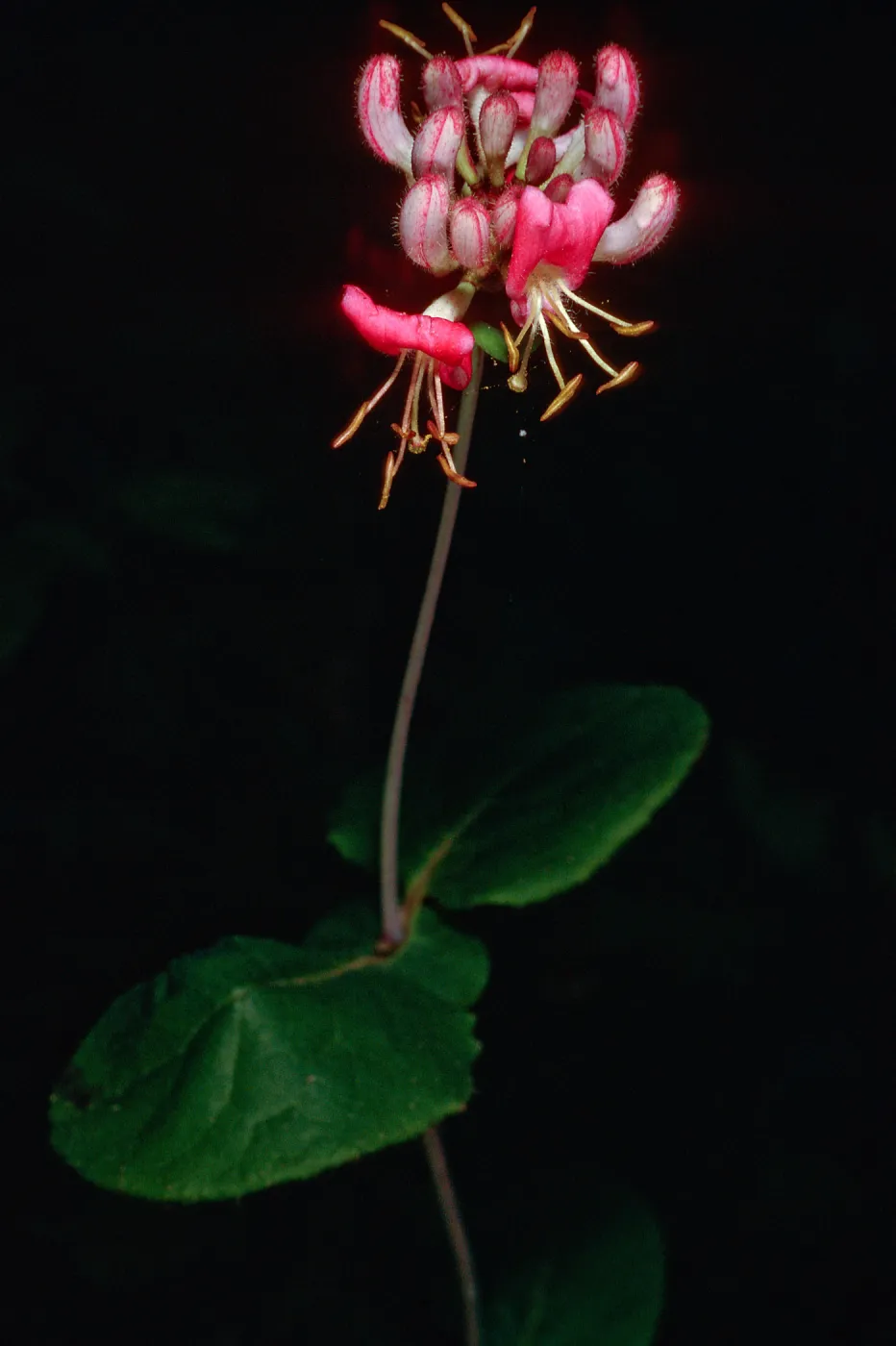 Lonicera hispidula, Big Creek Reserve, Monterey County