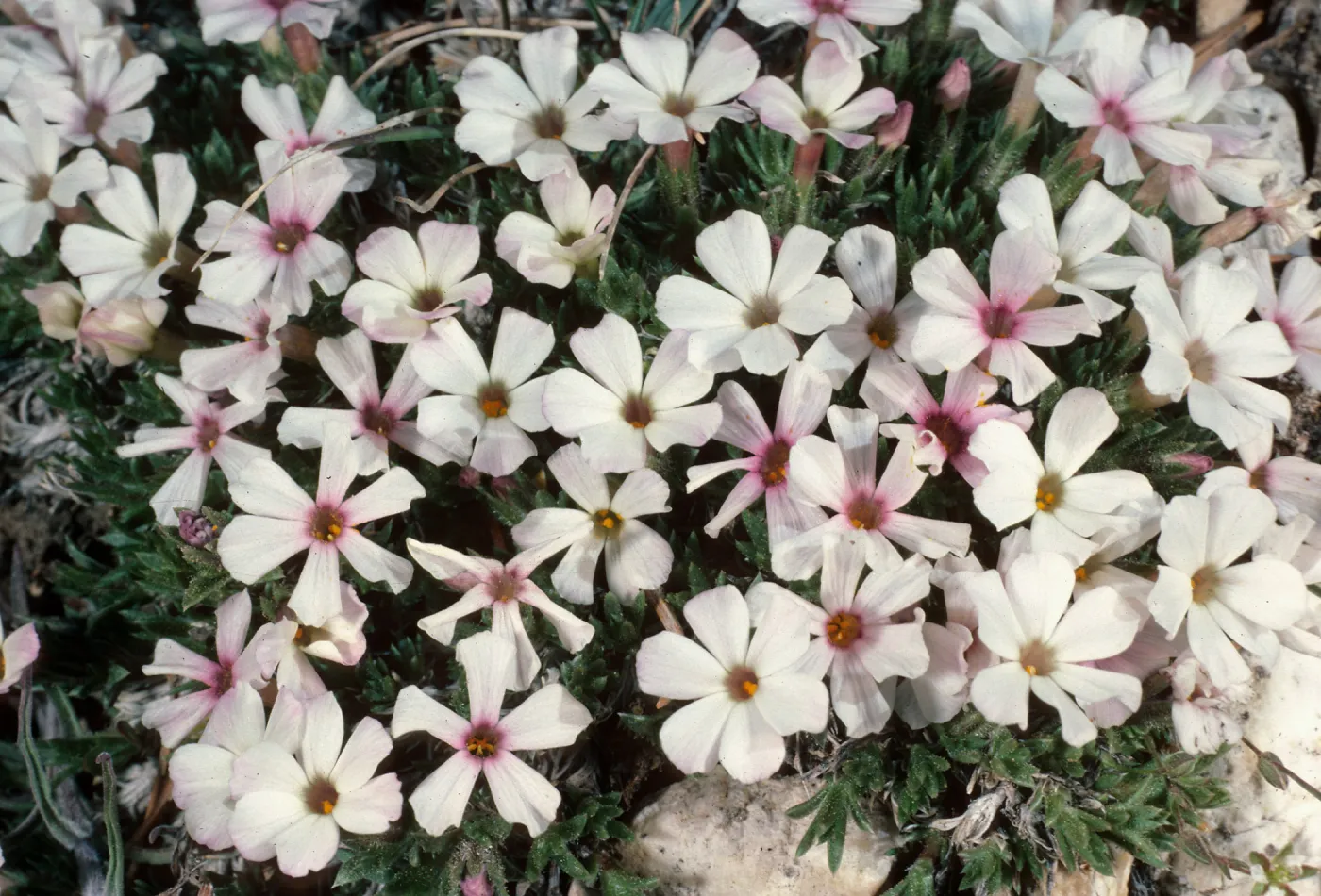 Phlox covillei, Patriarch Grove, White Mountains, upper Owens Valley