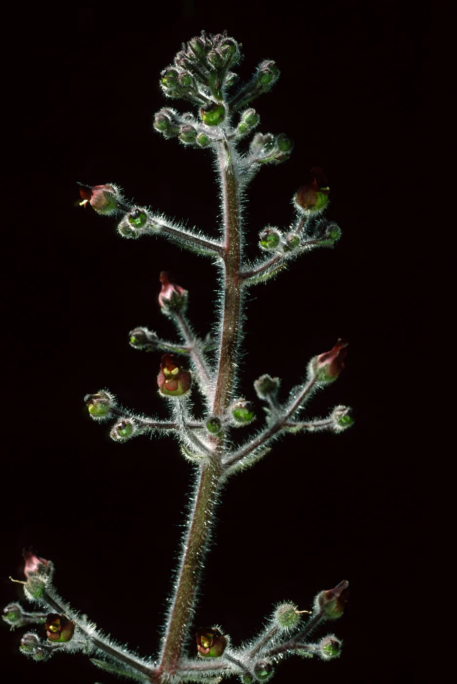  Scrophularia villosa, near Cherry Canyon, Catalina Island