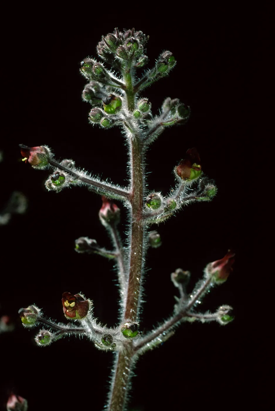  Scrophularia villosa, Cherry Canyon area, Catalina Island