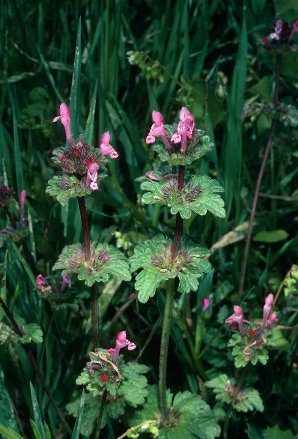 Lamium amplexicaule, burn at Lake Cachuma, Santa Barbara County