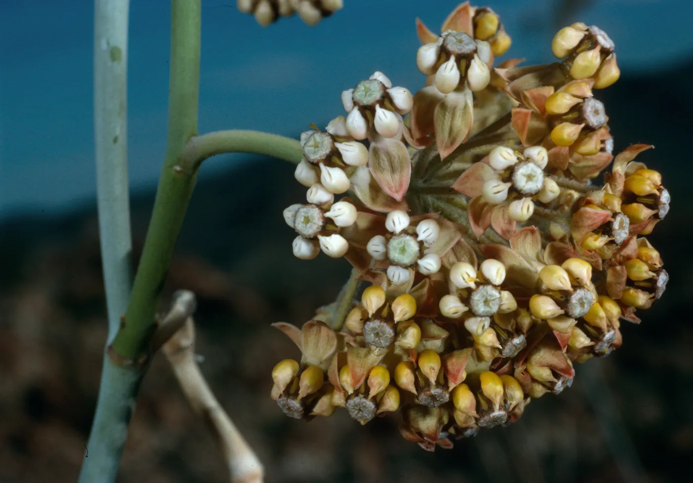 Asclepias albicans, Torote Mountain, Bowl Trail, Palm Springs, Anza Borrego Desert