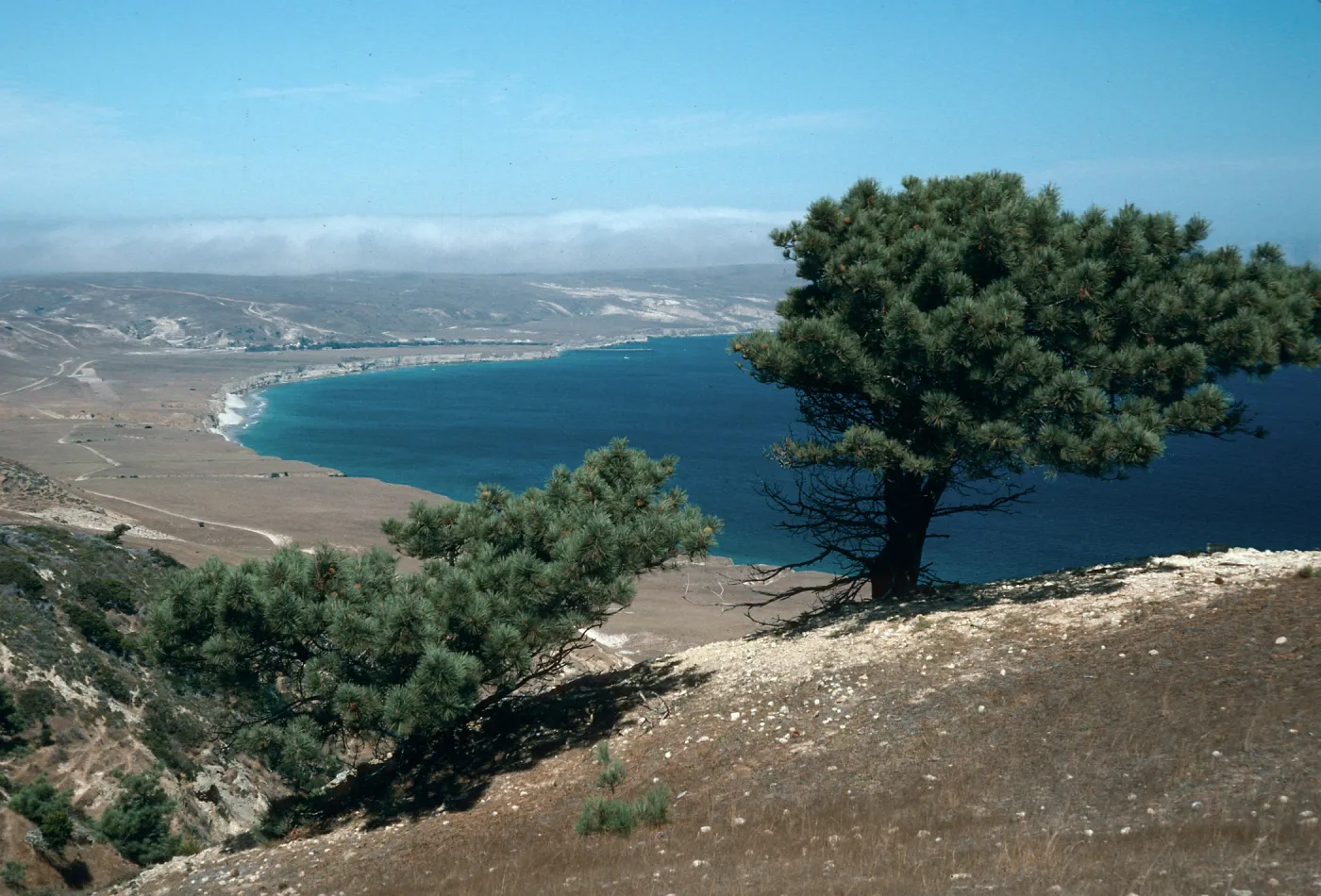 Torrey Pines, Beechers Bay, Santa Rosa Island