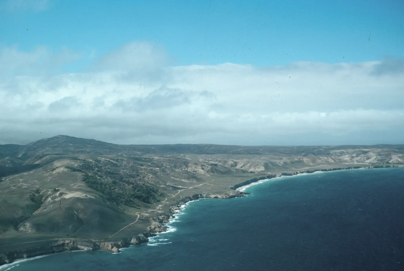 Torrey Pines, Beechers Bay, Santa Rosa Island