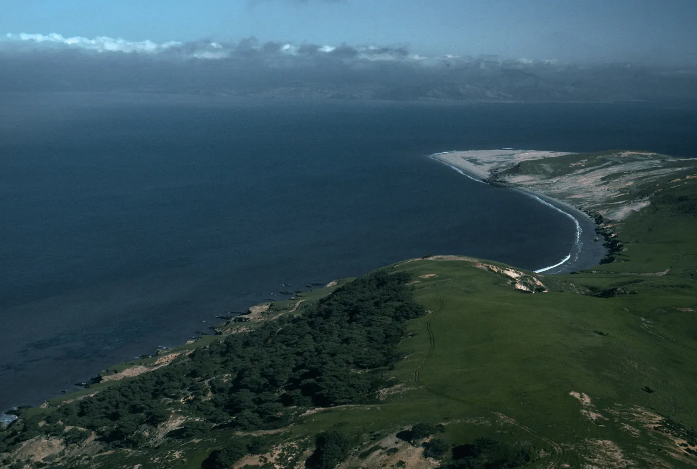 Torrey Pines, Skunk Point, Santa Rosa Island