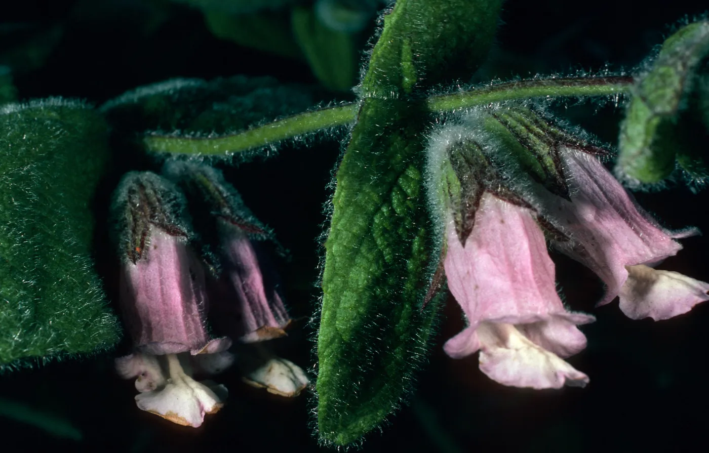 Lepechinia fragrans, East side of El Tigre, Santa Cruz Island