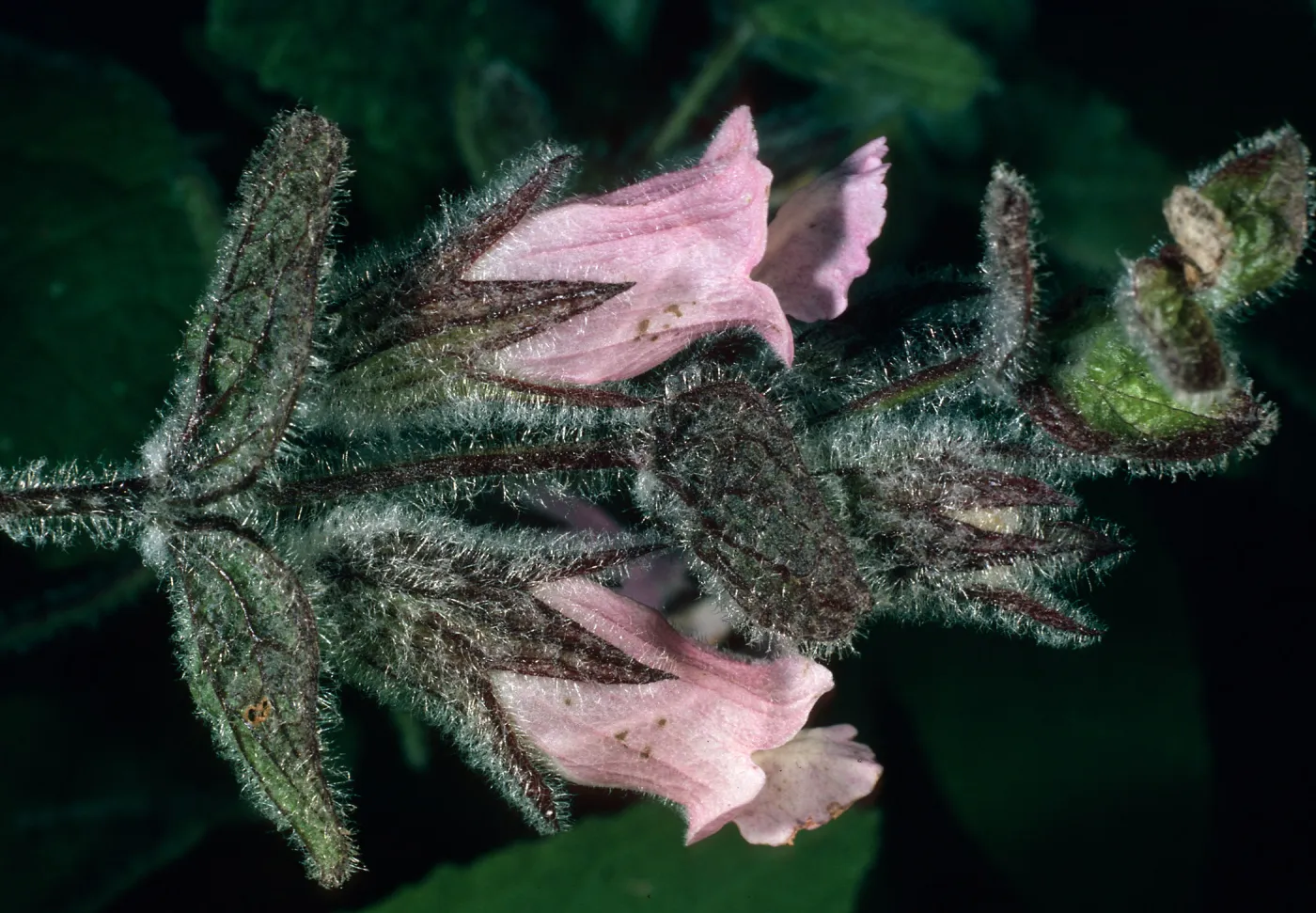 Lepechinia fragrans, East side of El Tigre, Santa Cruz Island