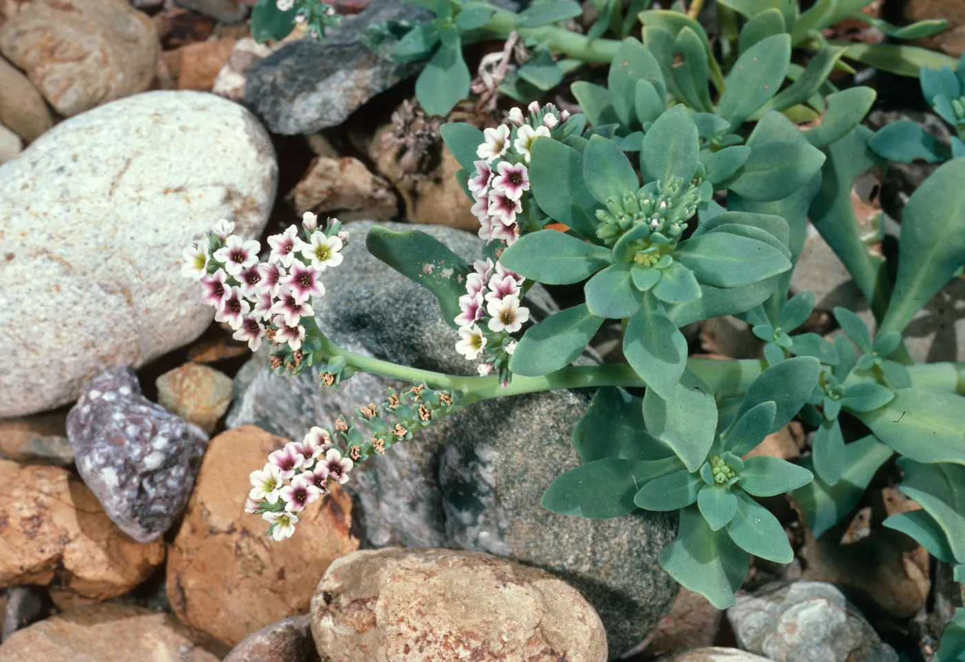 Heliotropium curassavicum, Willows Beach, Santa Cruz Island