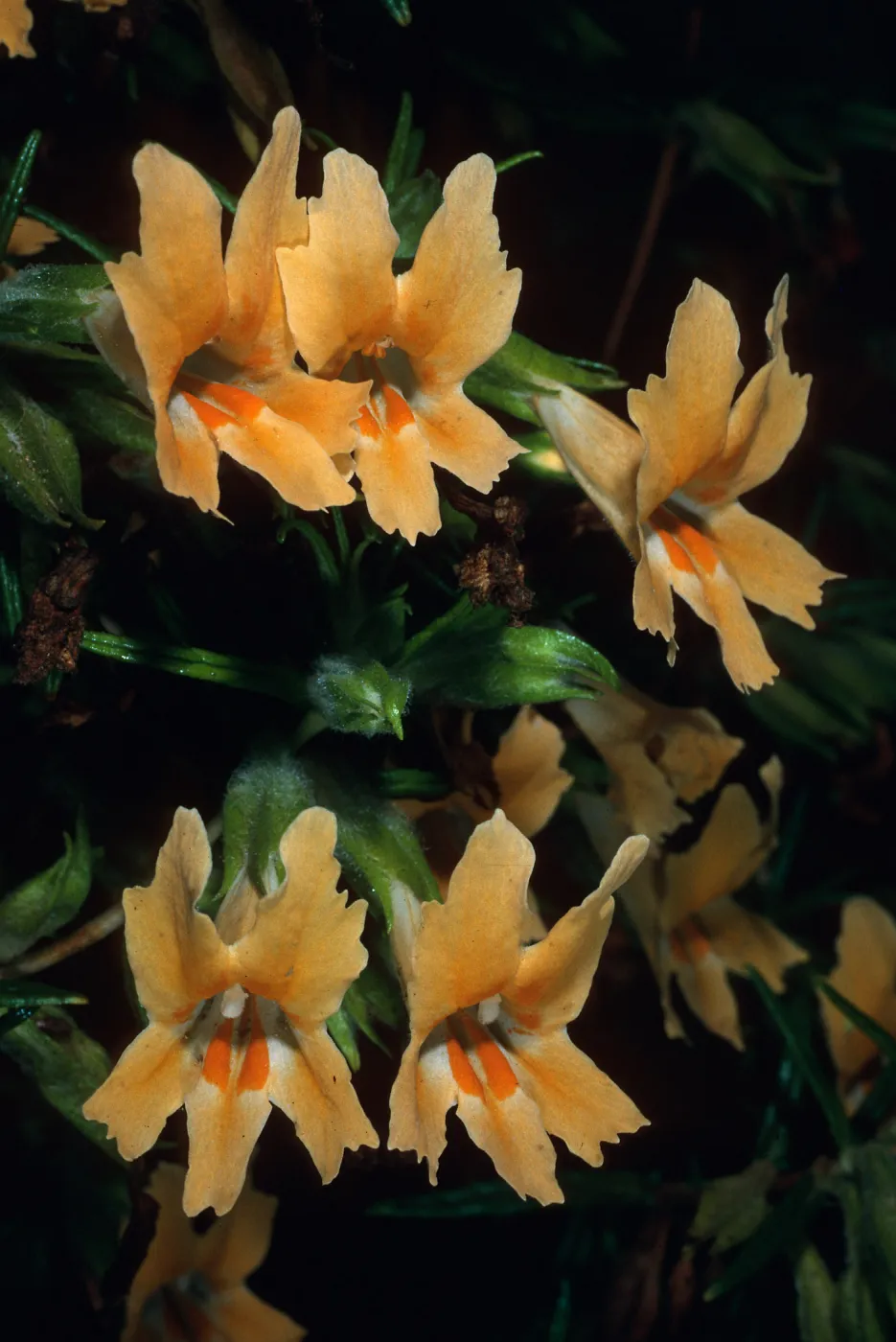 Mimulus longiflorus, Tunnel Trail, Santa Barbara County