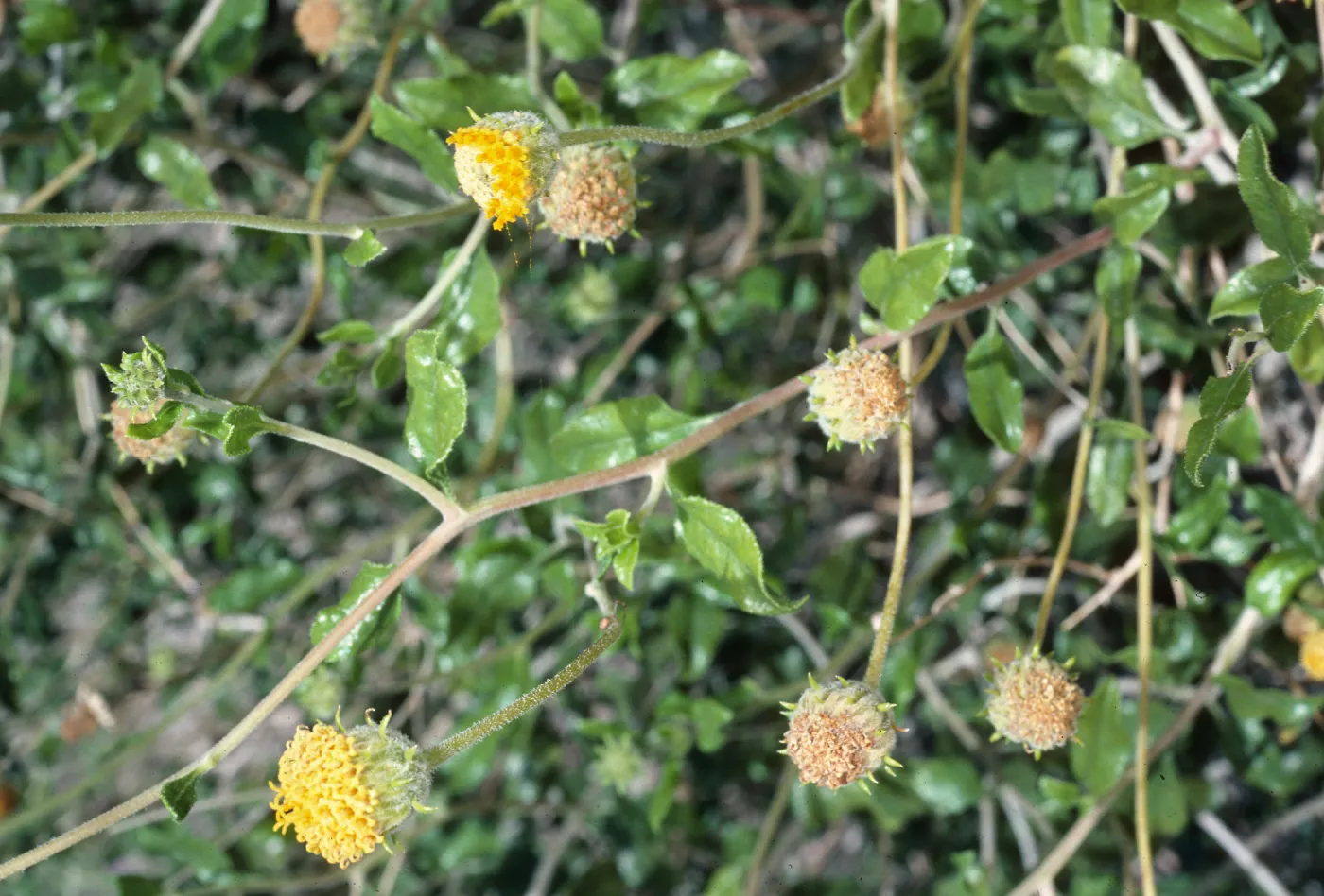 Encelia frutescens, SJ #1648, Highway 86, West of Salton Sea, Riverside-Imperial County line
