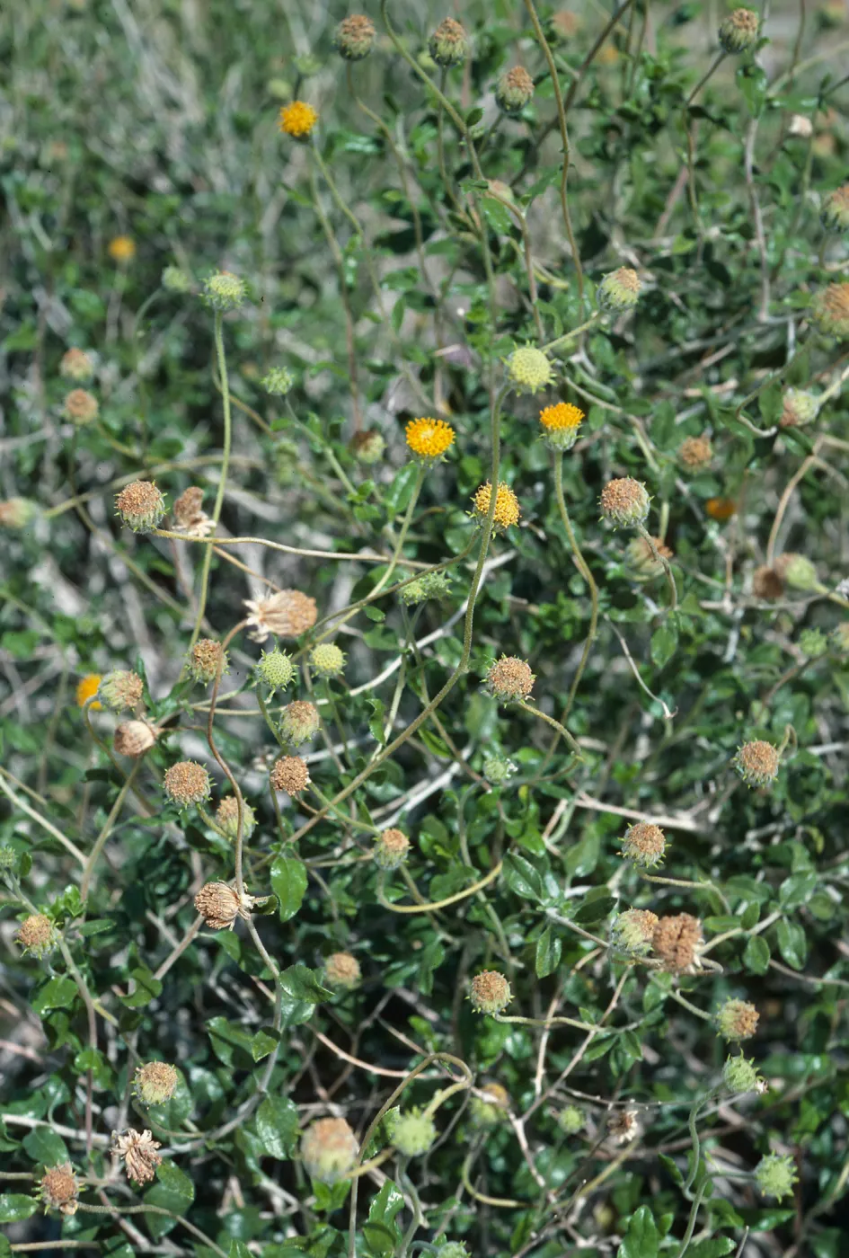 Encelia frutescens, SJ #1648, Highway 86, West of Salton Sea, Riverside-Imperial County line