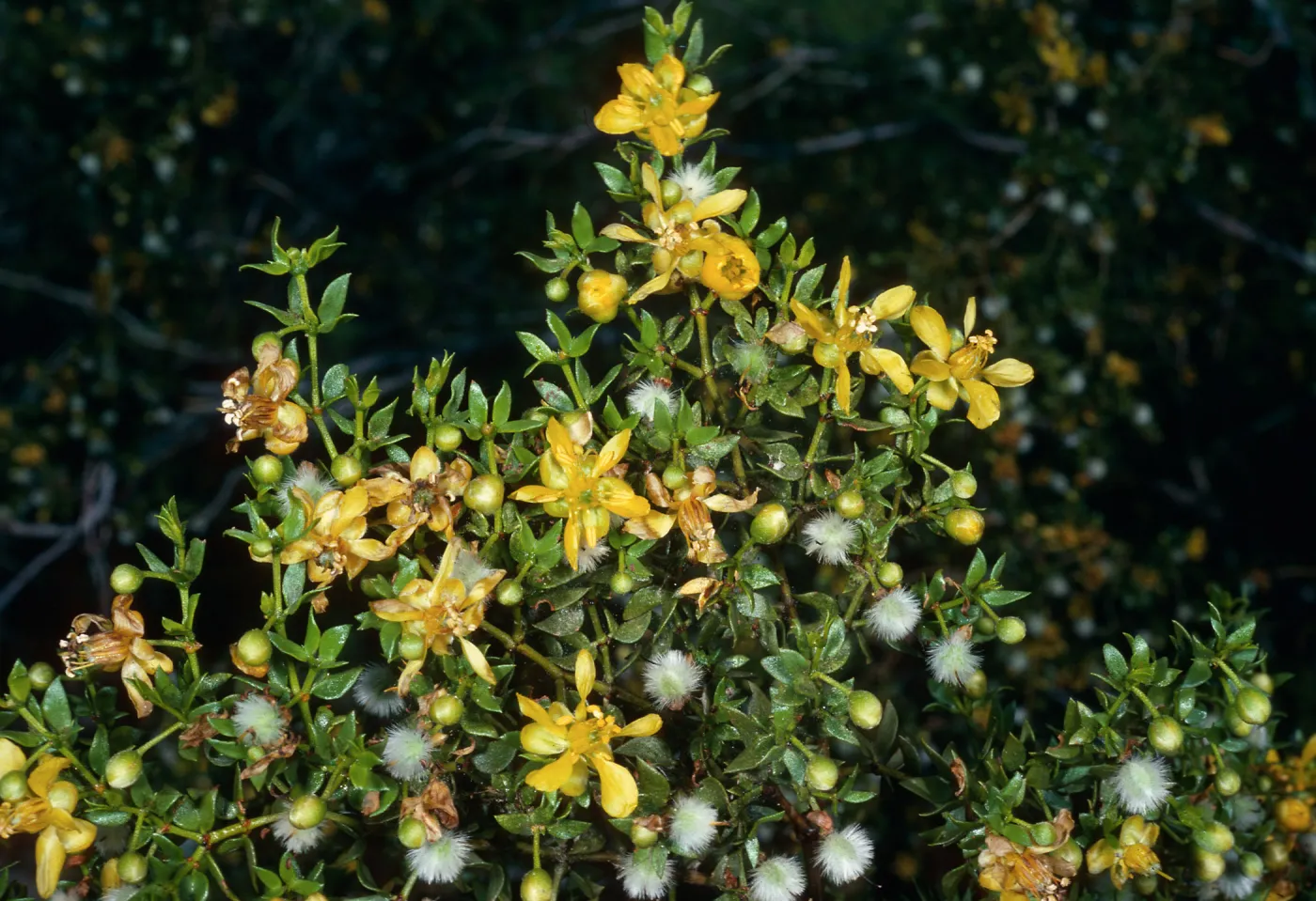 Larrea tridentata, Saline Valley, Death Valley