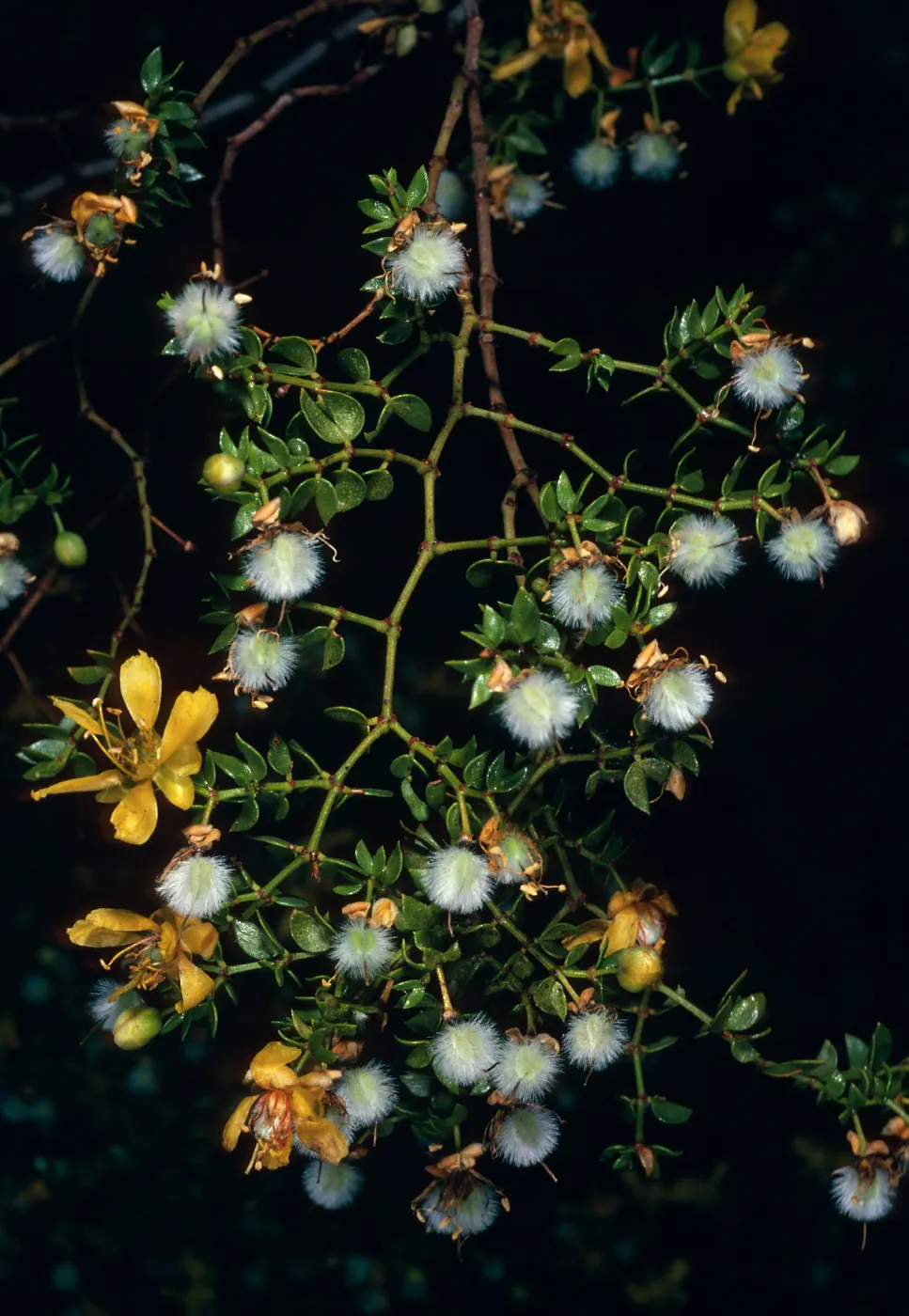 Larrea tridentata, Cottonwood Canyon, Death Valley