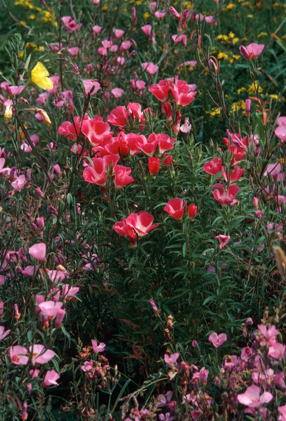 Clarkia, Santa Barbara Botanic Garden