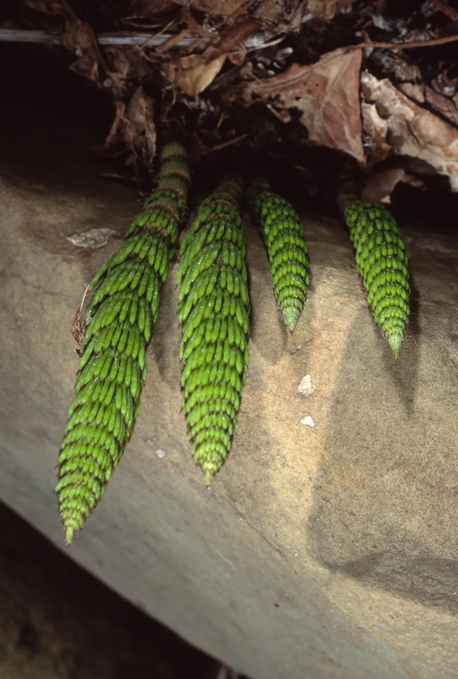 Equisetum, Santa Barbara Botanic Garden