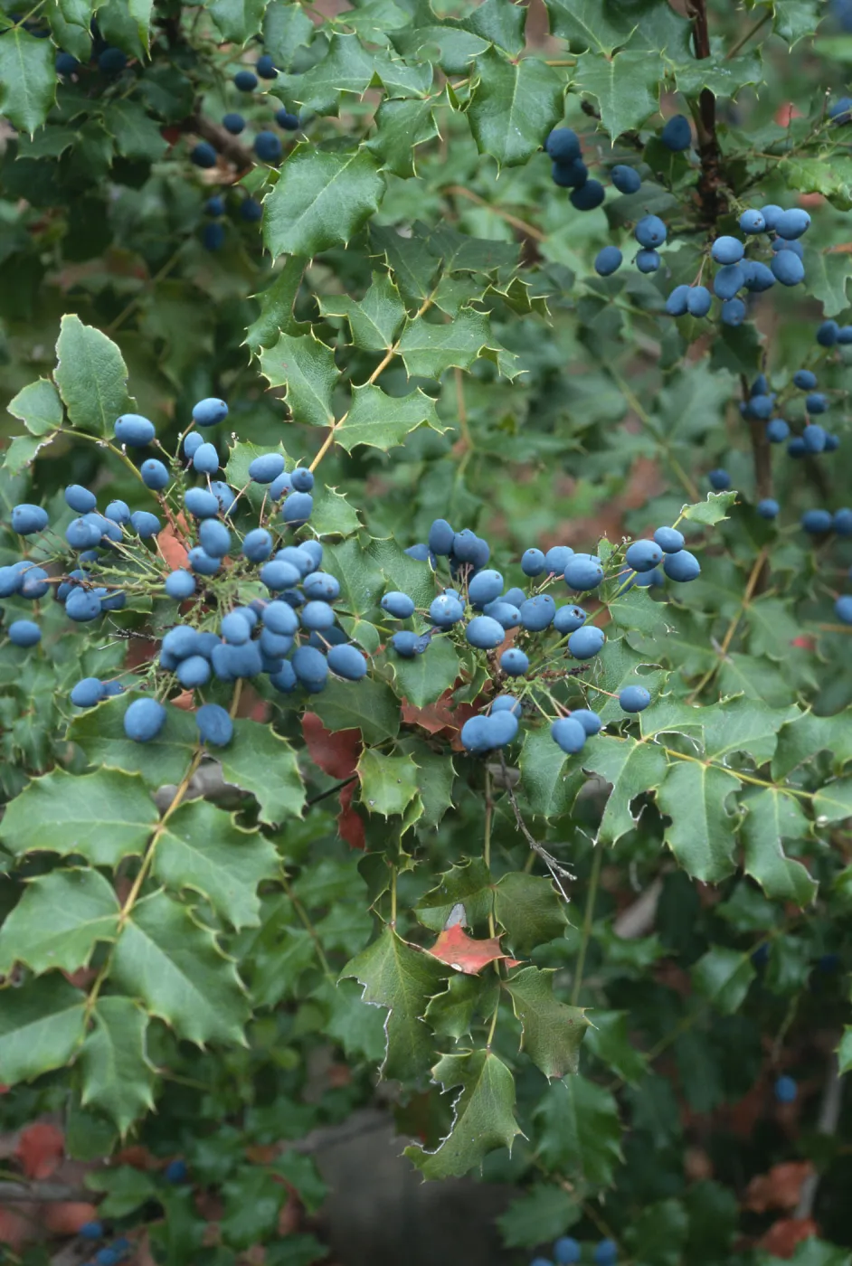 Mahonia pinnata pinnata, Arroyo Section, Santa Barbara Botanic Garden