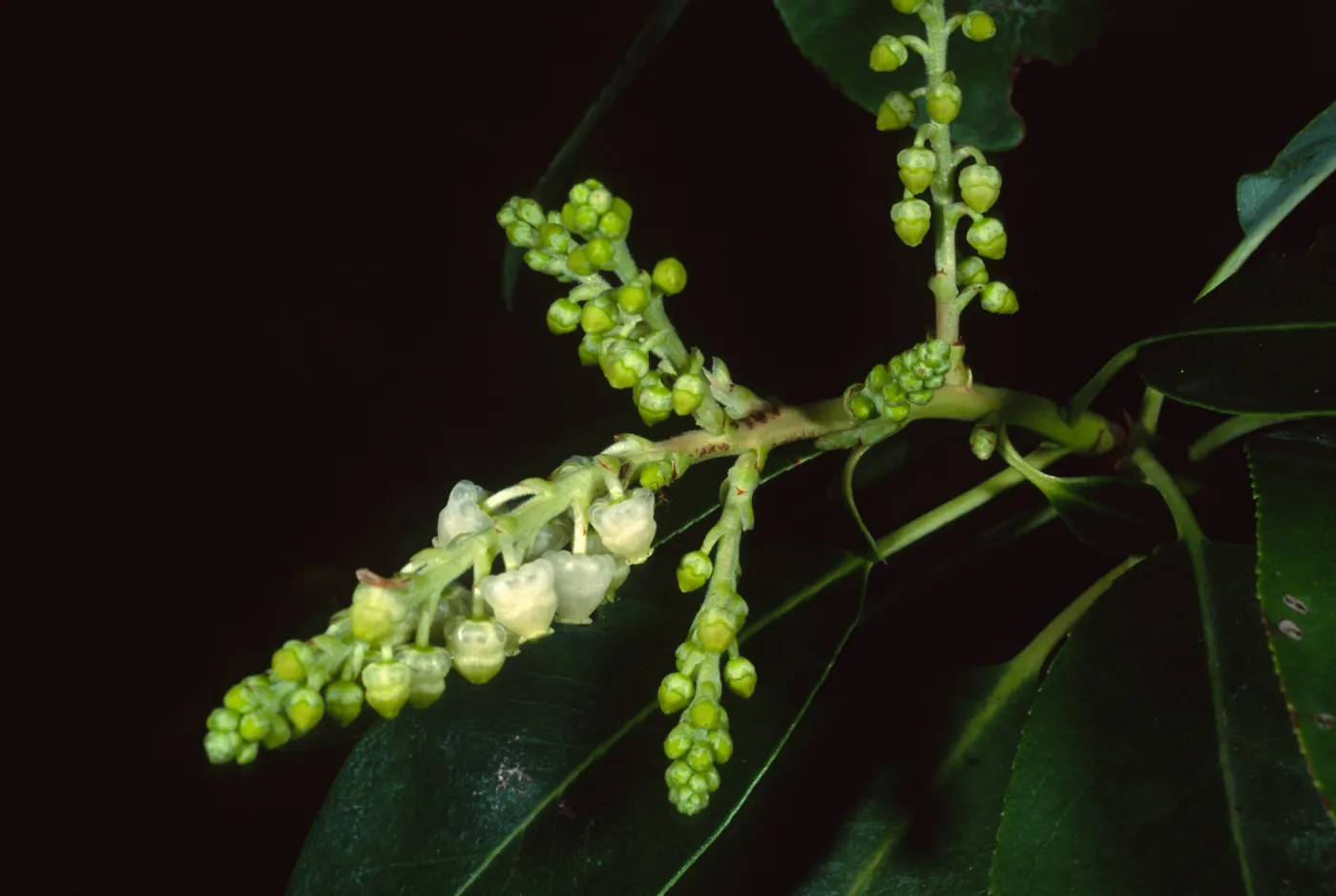 Arbutus menziesii, Santa Barbara Botanic Garden