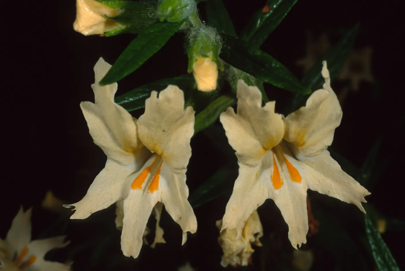 Miimulus longiflorus, Santa Barbara Botanic Garden