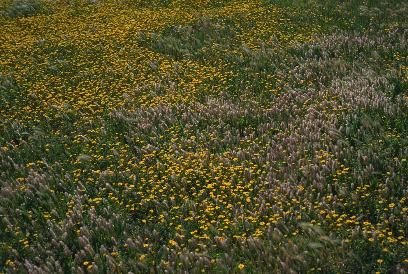 Lasthenia, Lamarckia, Fraser Point, Santa Cruz Island