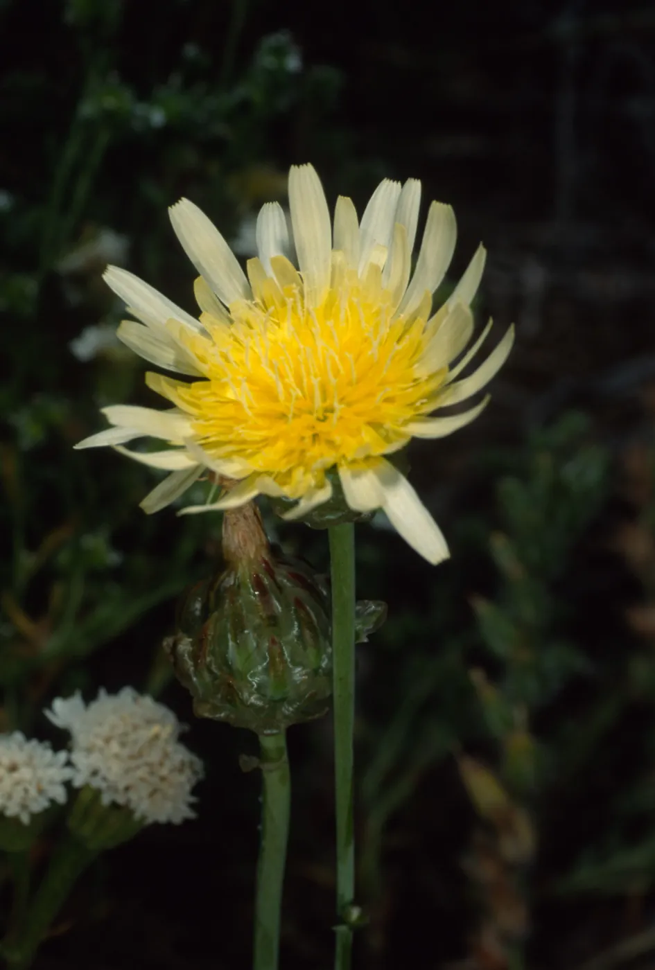 Malacothrix coulteri, near Big Petroglyph, Coso Mountains, South of Owens Valley