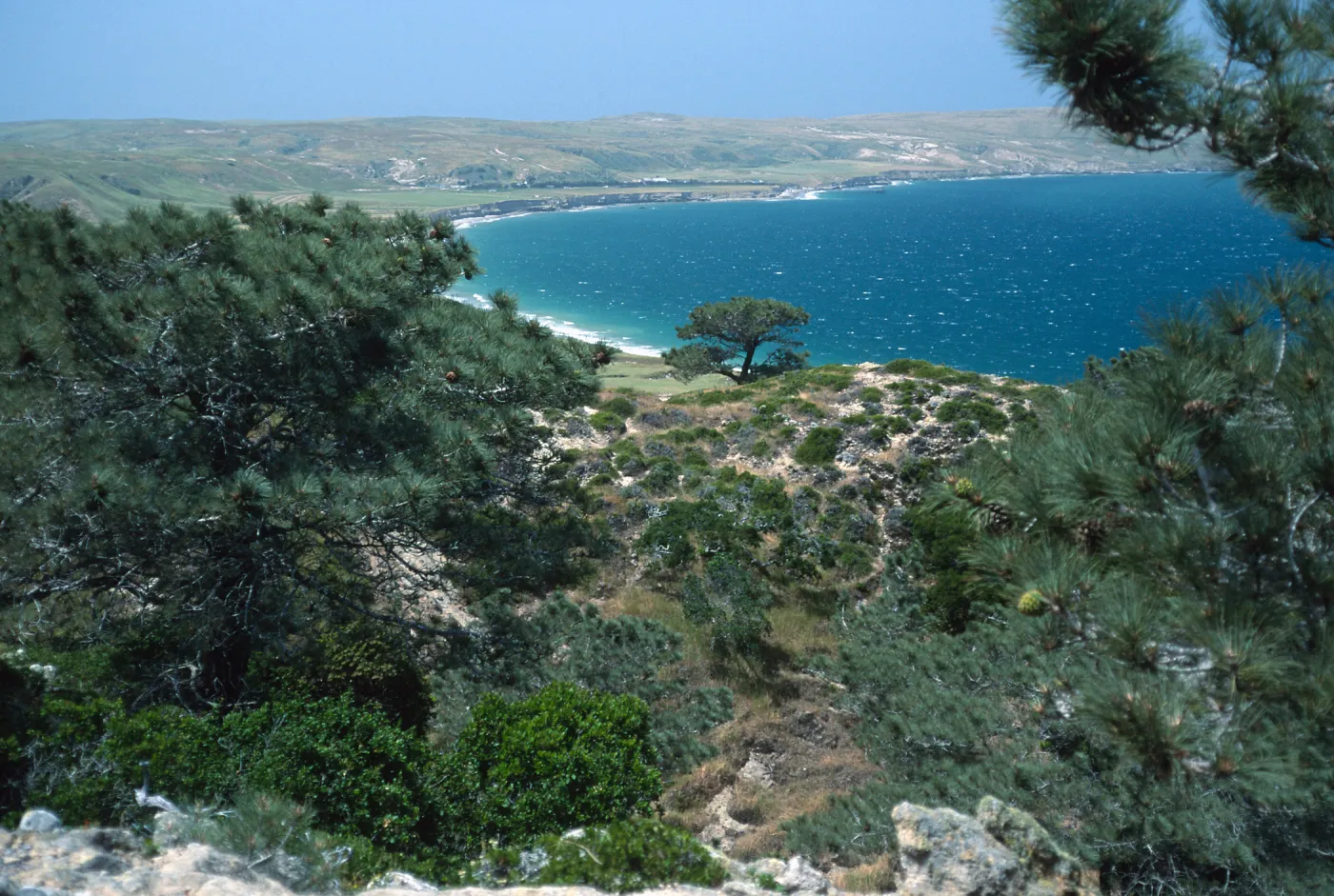 Torrey Pines, Santa Rosa Island