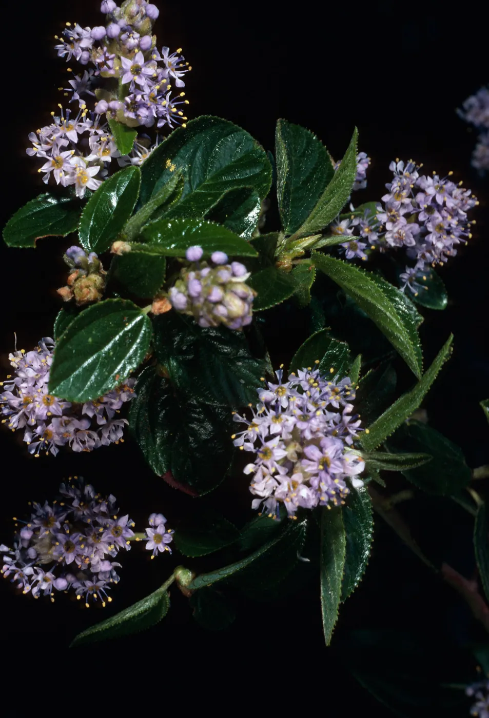 Ceanothus oliganthus, Tunnel Trail, Santa Barbara county