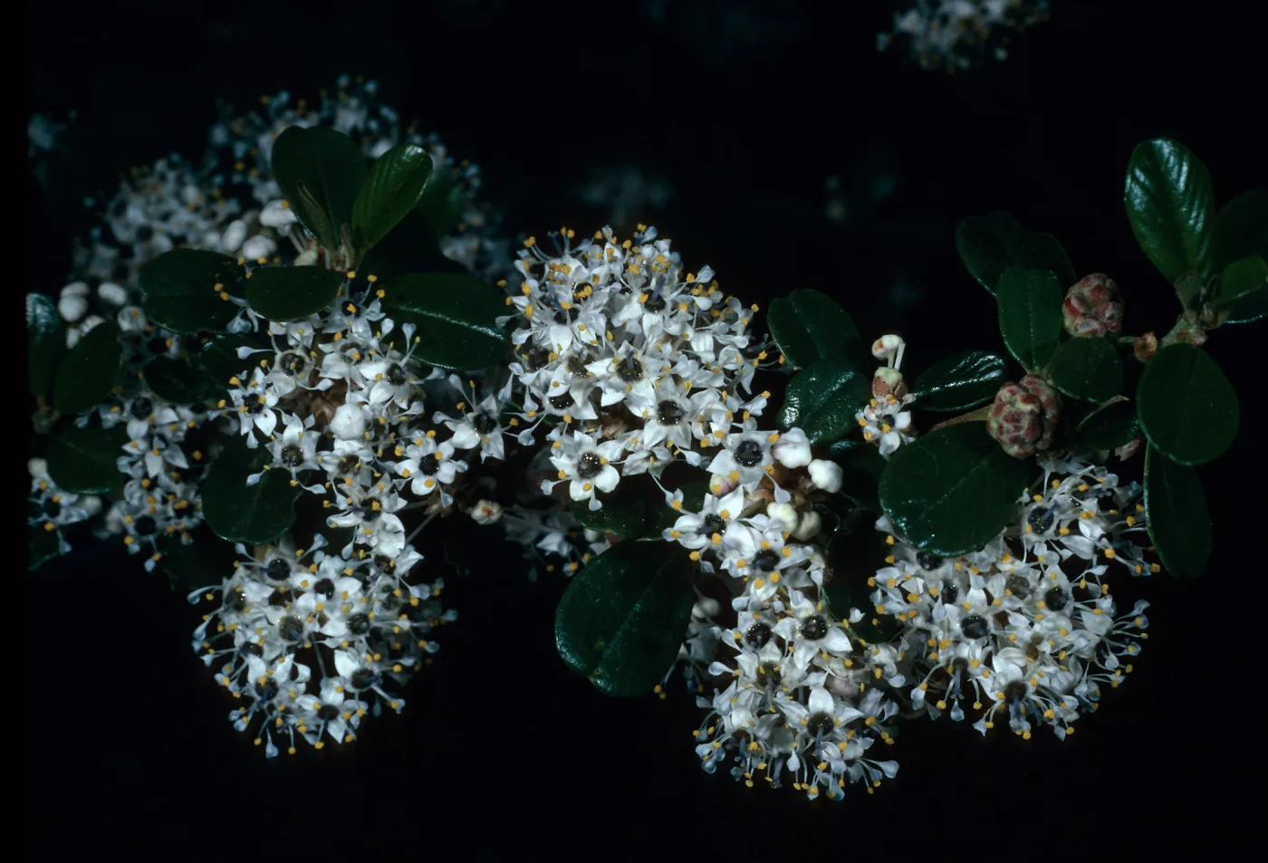 Ceanothus megacarpus, Tunnel Road, Santa Barbara County