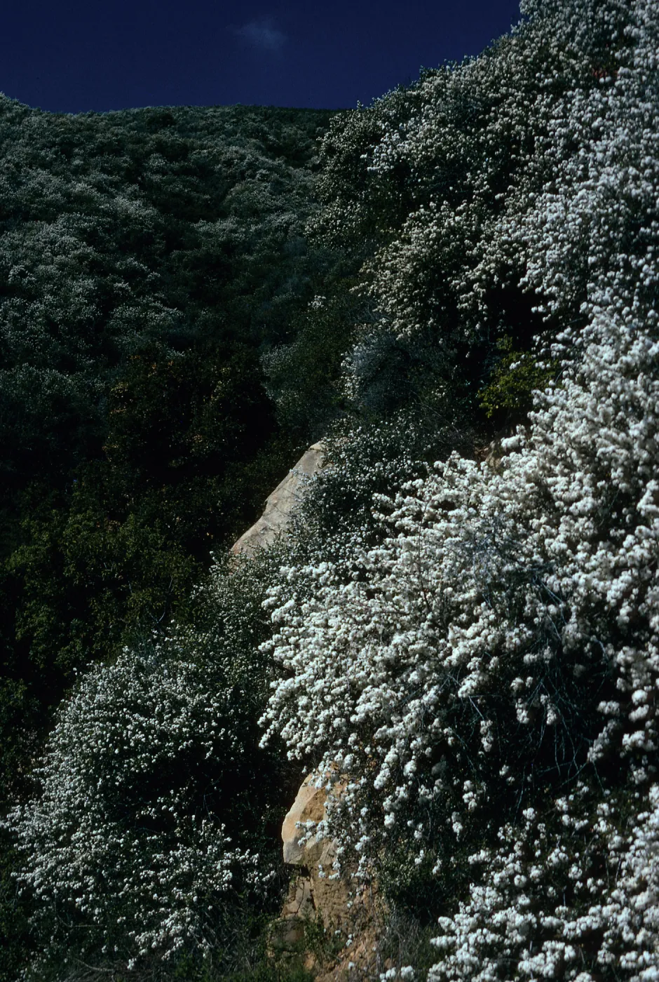 Ceanothus megacarpus, Tunnel Road, Santa Barbara County