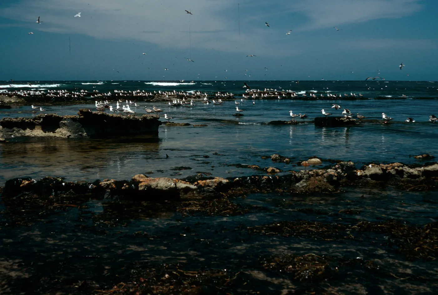 coastline, West of Tecolote Canyon, Santa Rosa Island