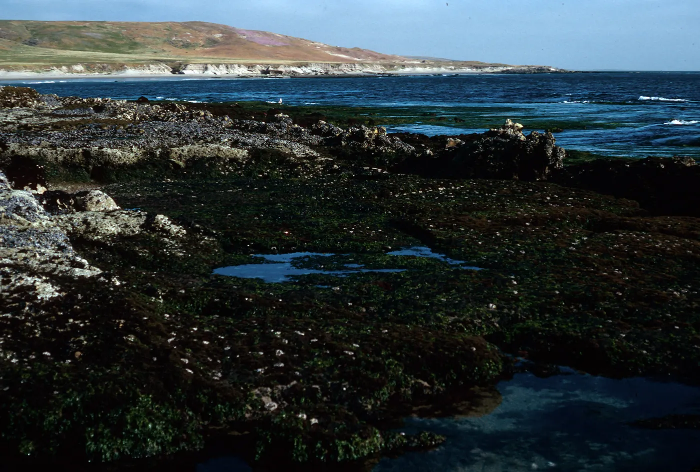 tide pools, East Point, Santa Rosa Island
