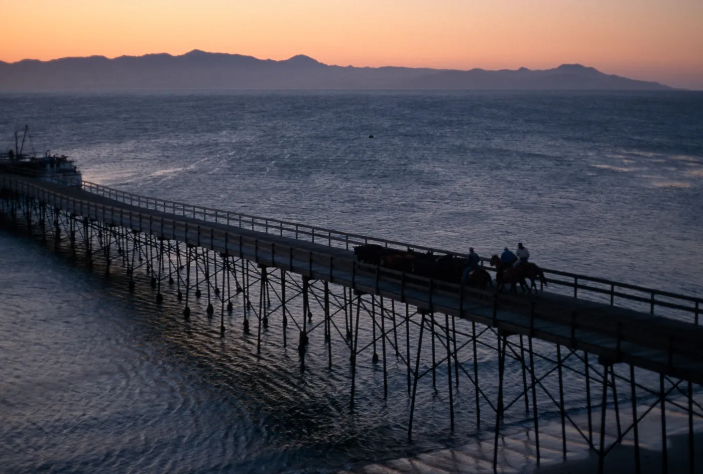 cattle drive at dawn, Vail Ranch, Santa Rosa Island