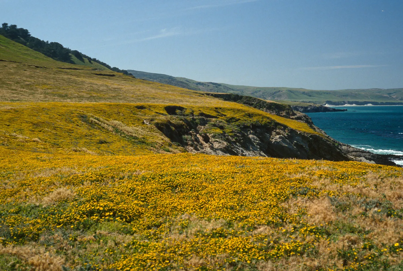 Layia (tidy tips), East end of Beechers Bay, Santa Rosa Island