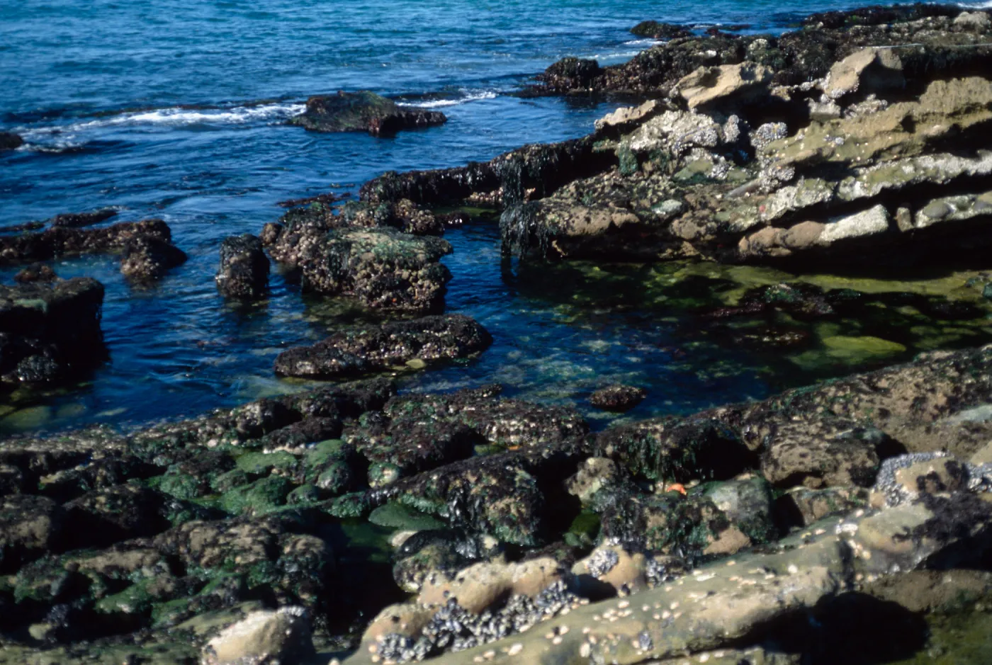 tide pools, NPS, Johnsons Lee site, Santa Rosa Island
