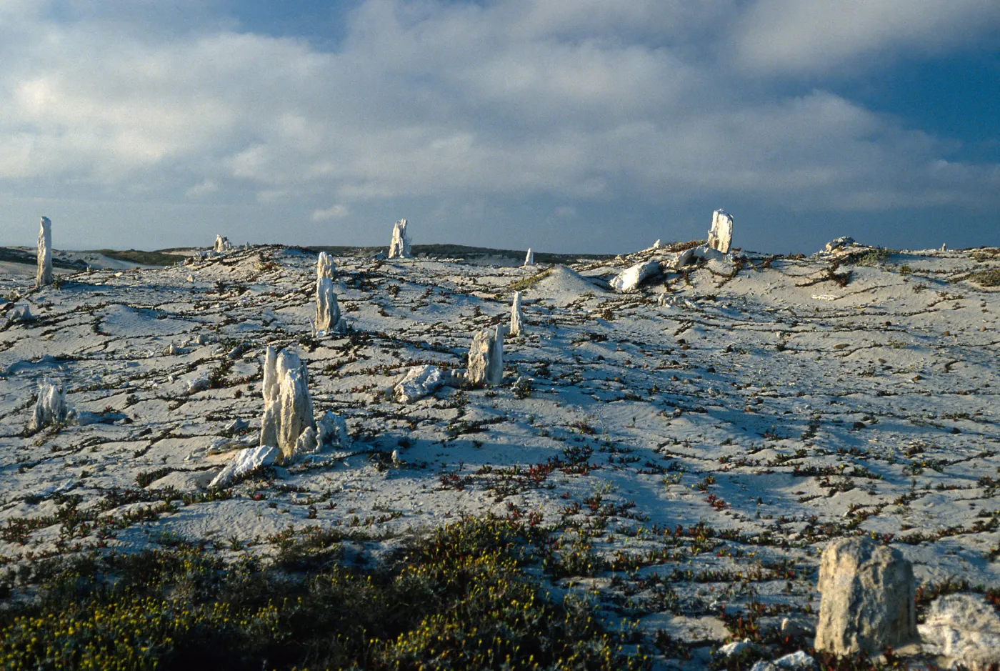 caliche forest, late afternoon, San Miguel Island