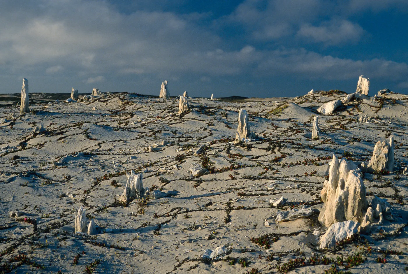 caliche forest, late afternoon, San Miguel Island